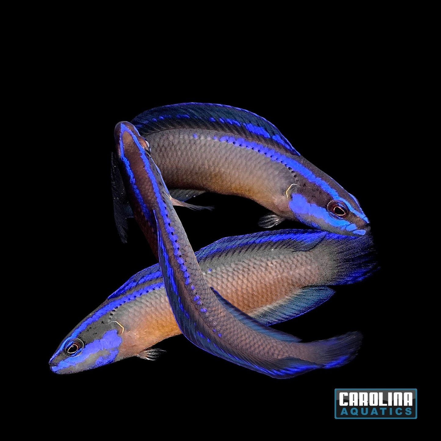 Dottyback - Neon Black T.R.