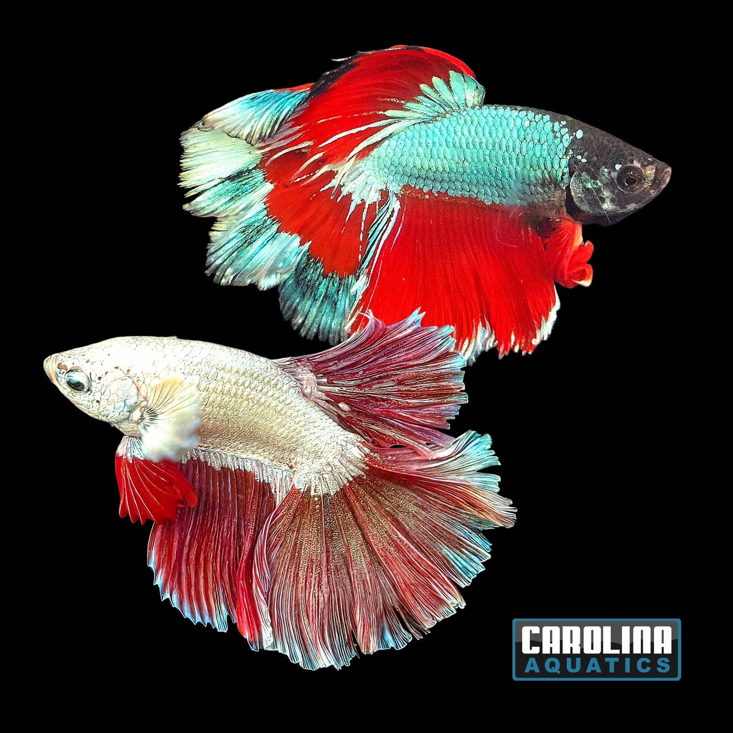 Betta - Halfmoon Male