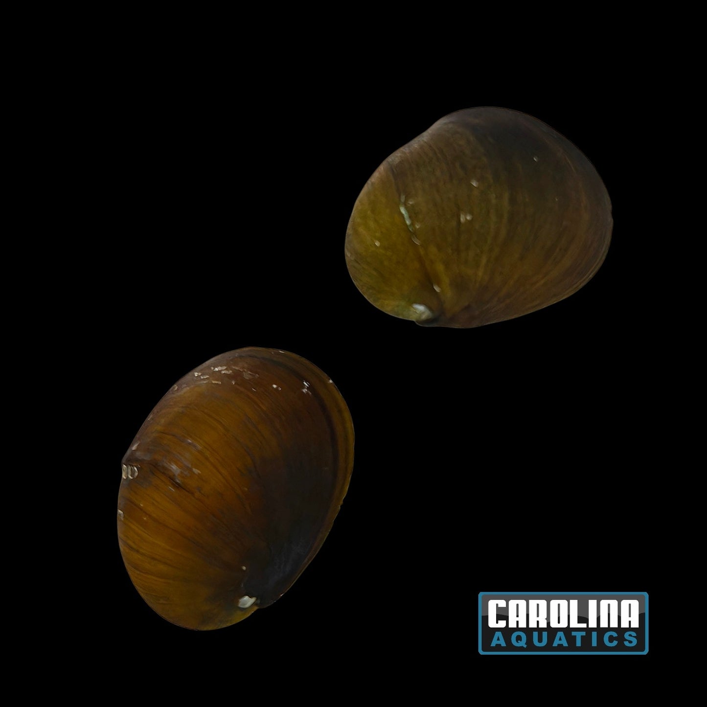 Invert - Snail Green Abalone (Freshwater)