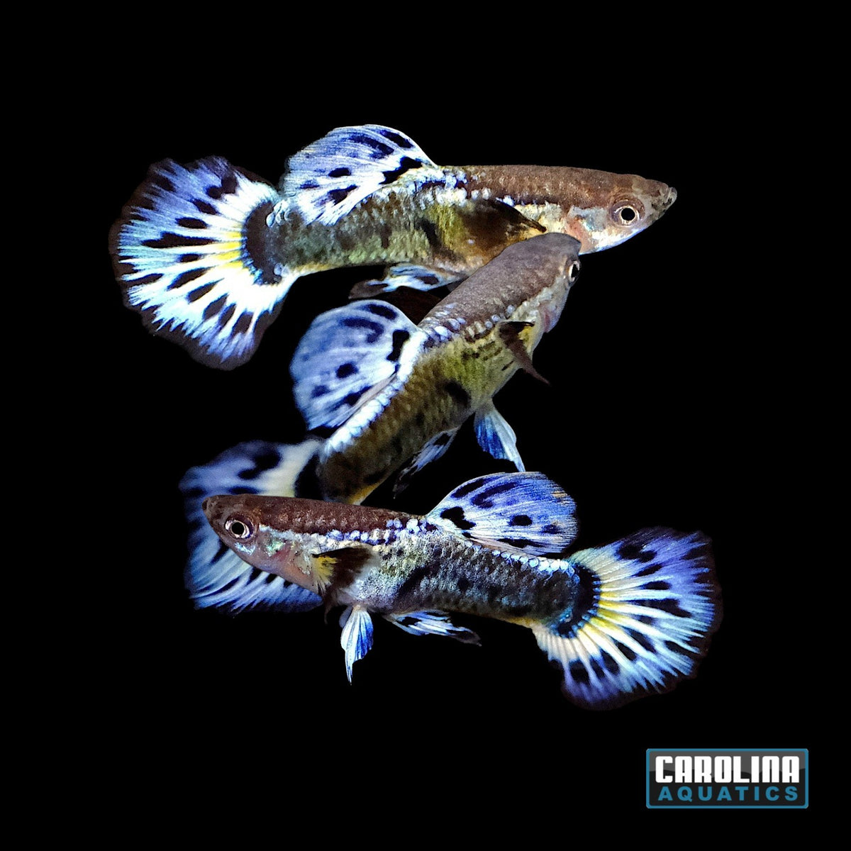 Guppy - Blue Ivory