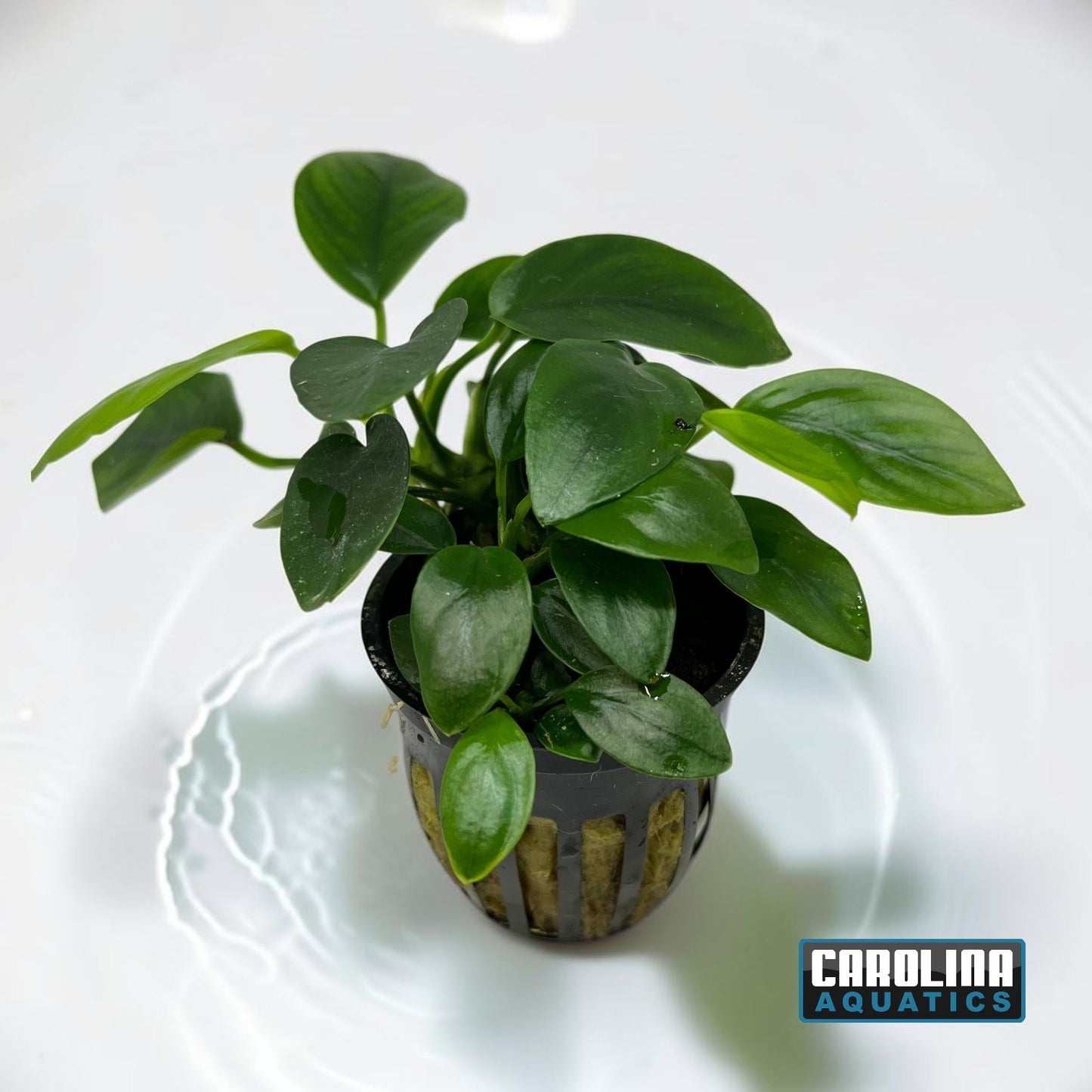 Anubias Nana Potted