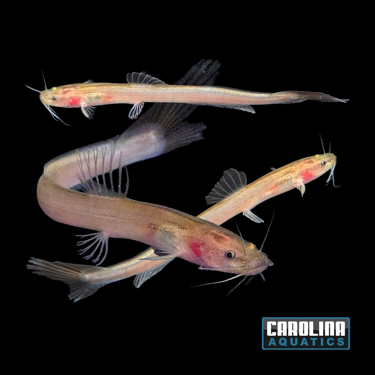 Catfish - Indian Longtail