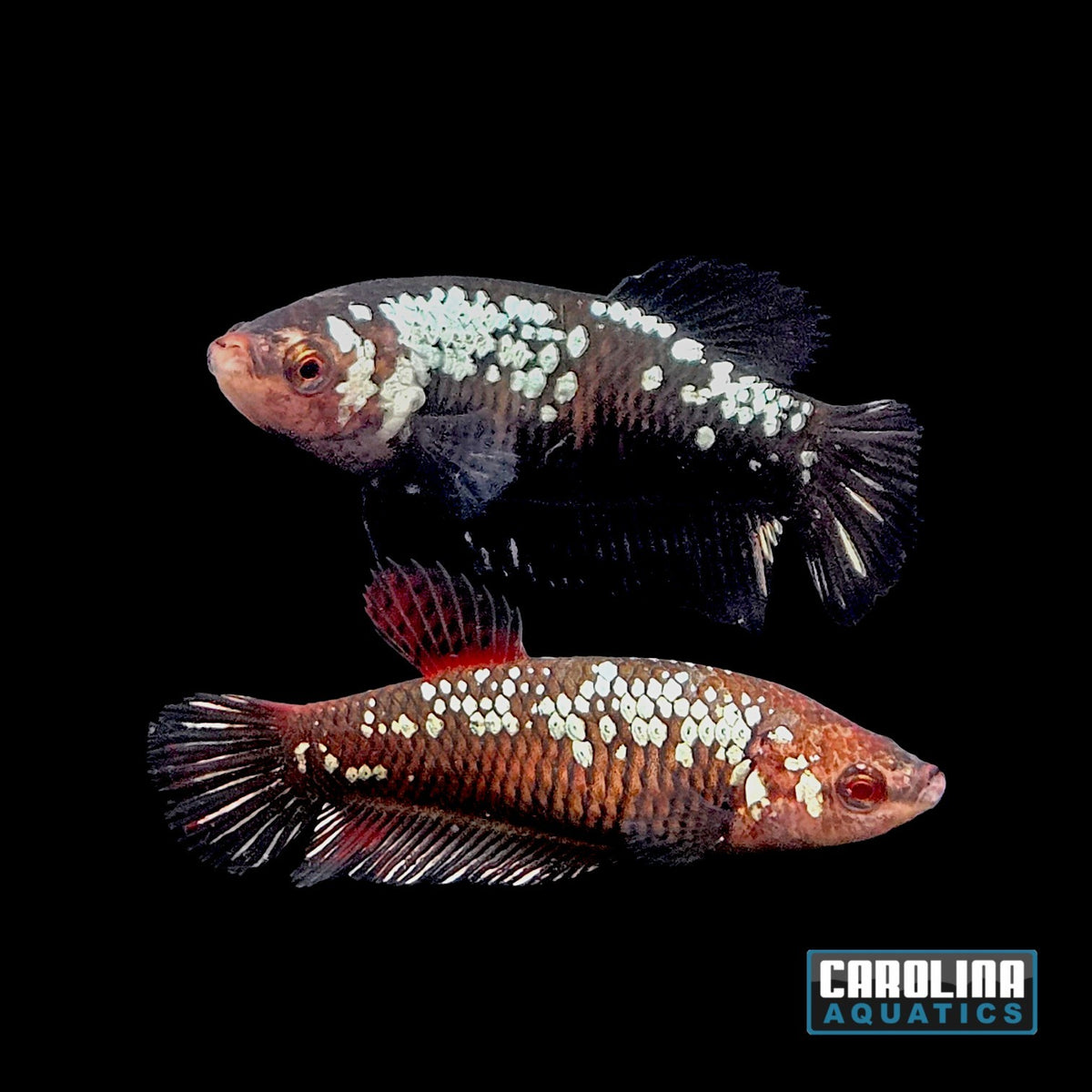 Betta - Black Samurai Plakat Female