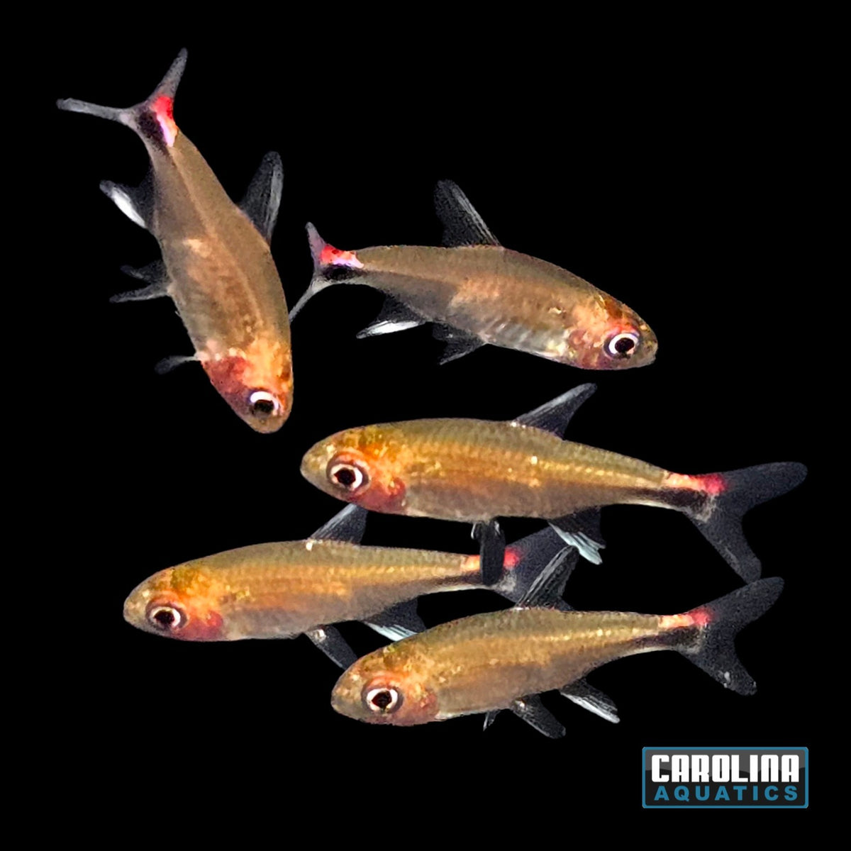Tetra - Ruby