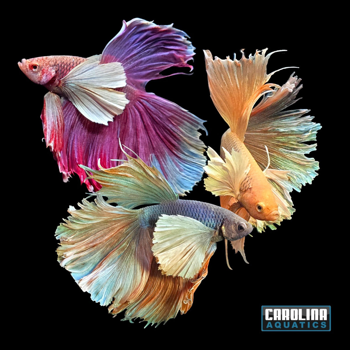 Betta - Elephant Ear Longfin Male