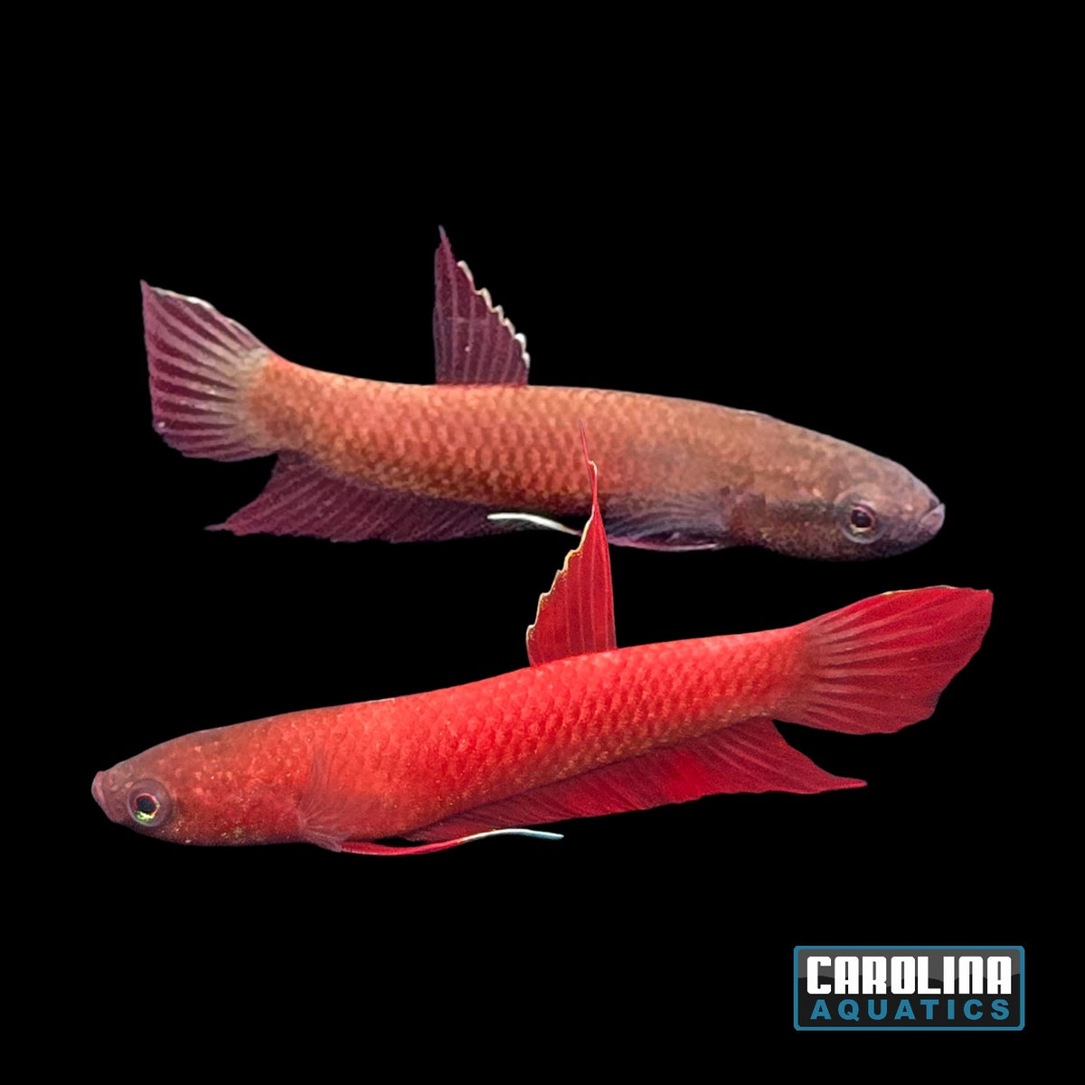 Betta - Jade Api Api Wild (Pair)