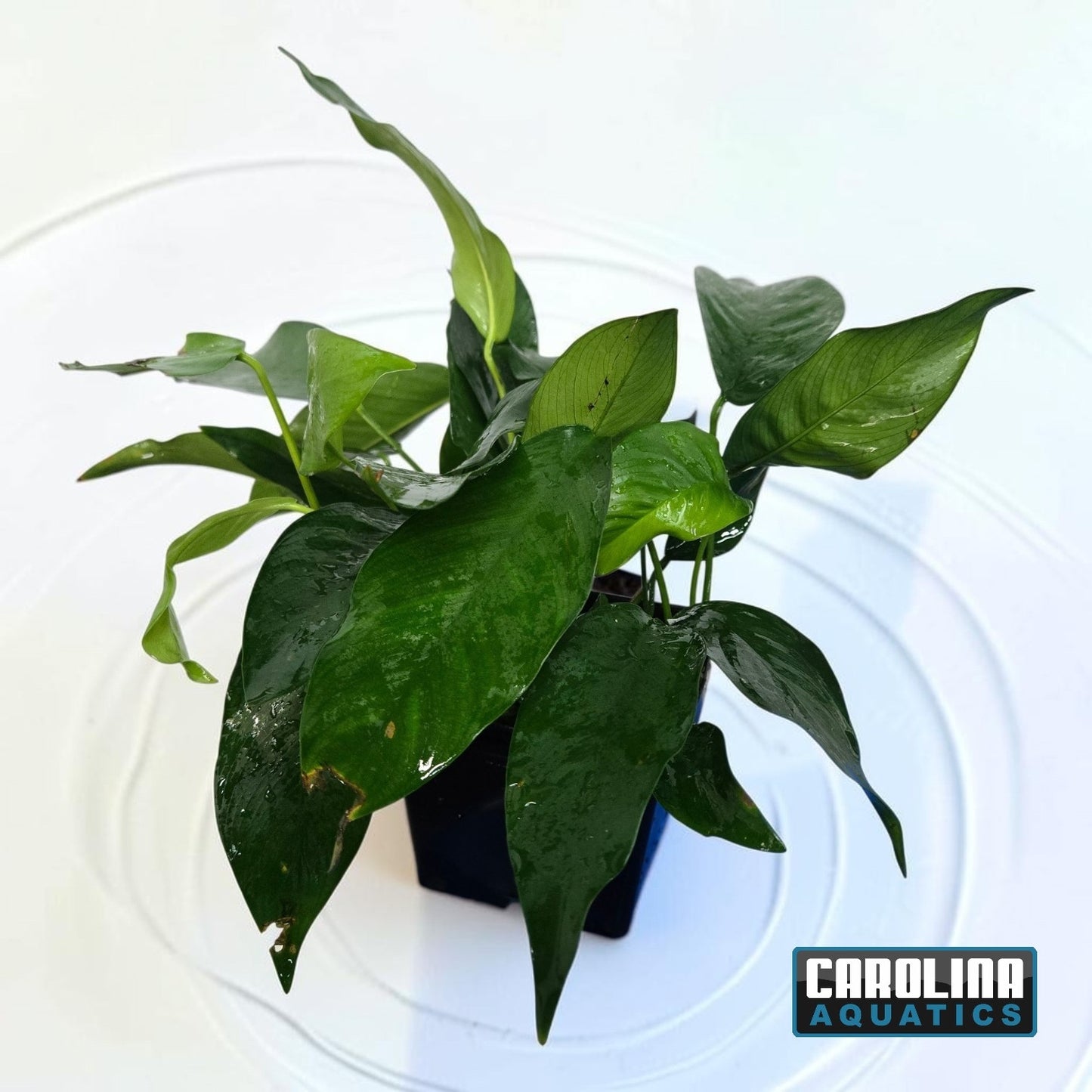 Anubias Nancon Mother Potted