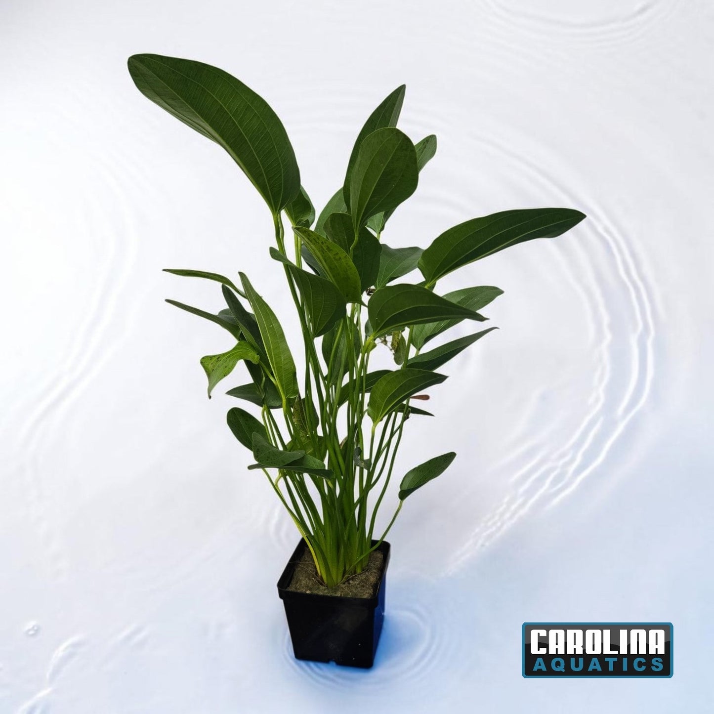 Sword Ozelot Green Mother Potted