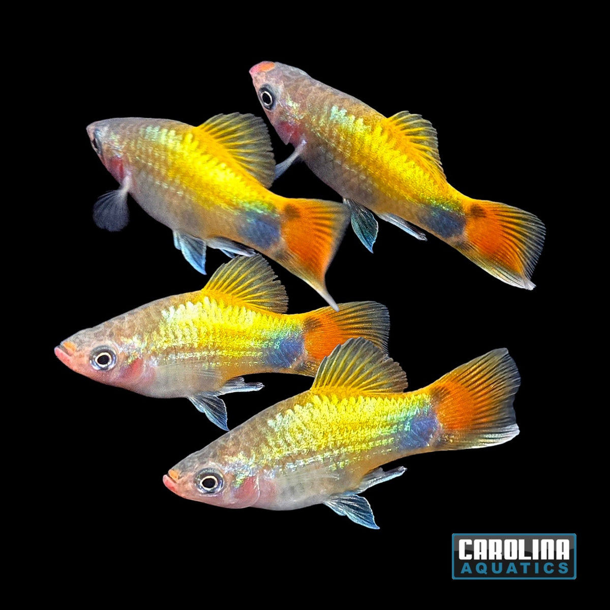 Platy - Pastel Butterfly Mickey Mouse