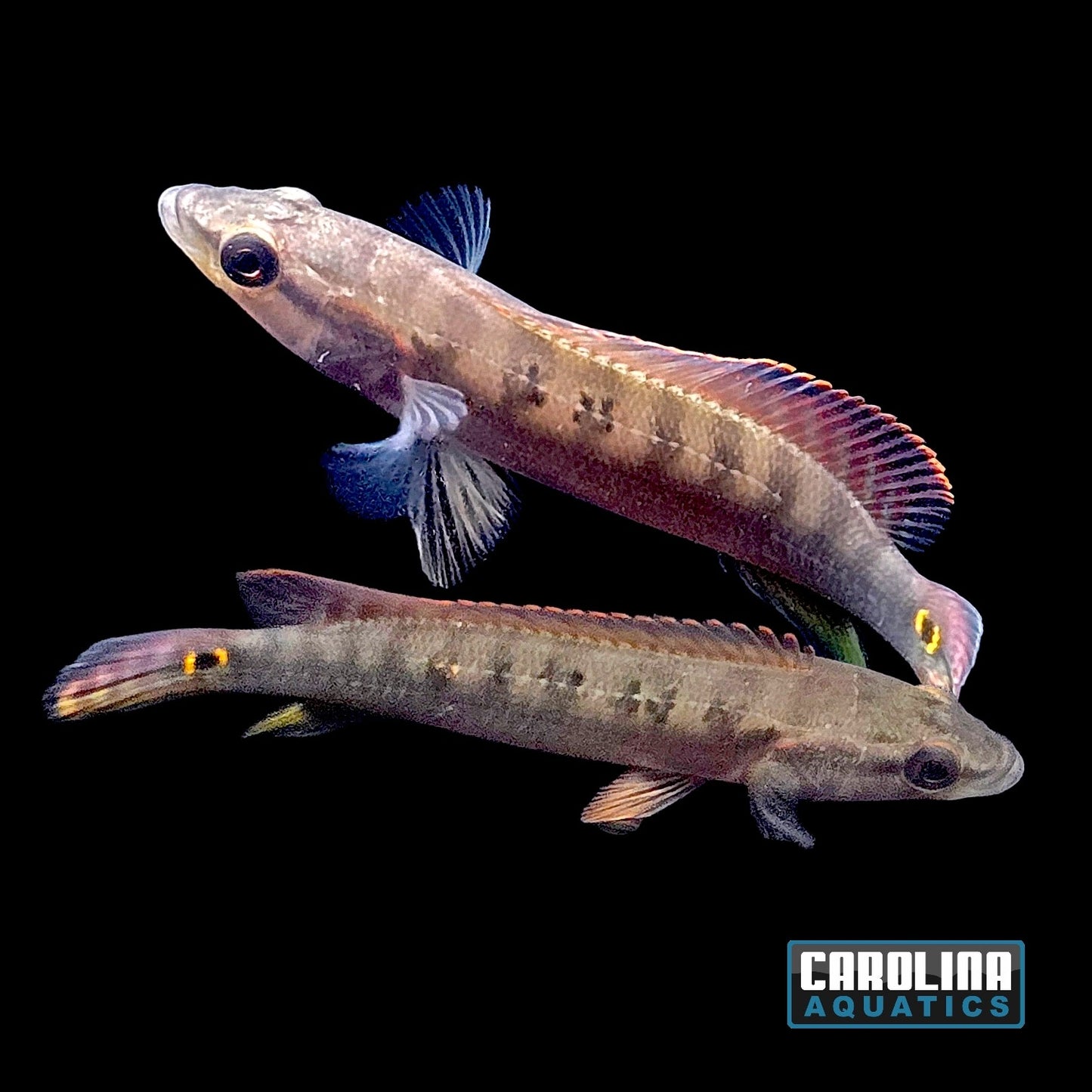 Cichlid - Pike Sveni Sml