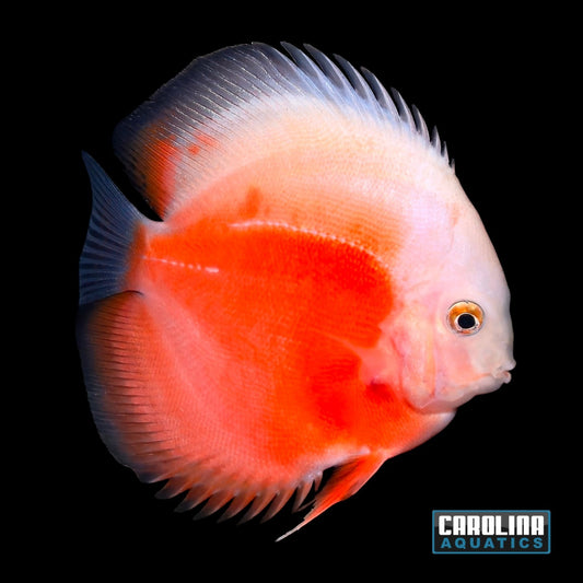 Discus - Asst. 3in.