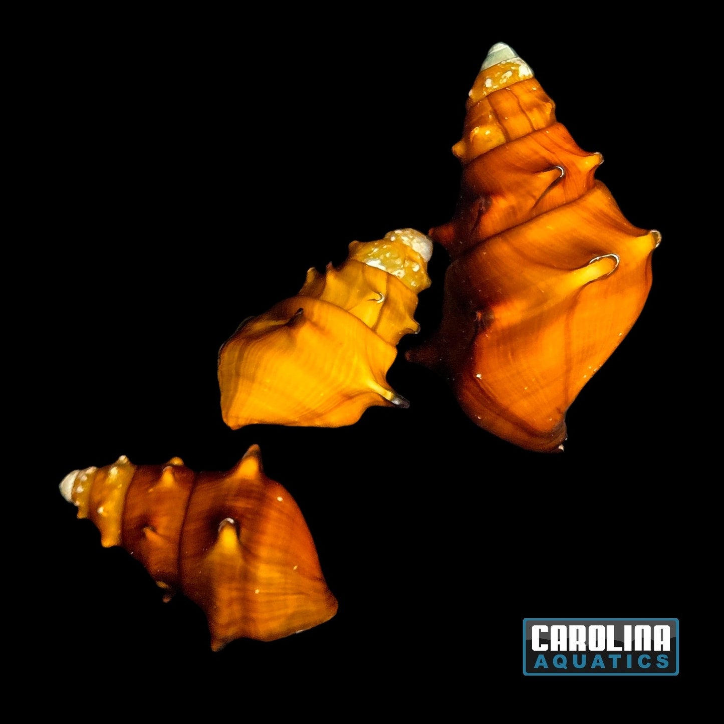 Invert - Snail Pagoda Lg