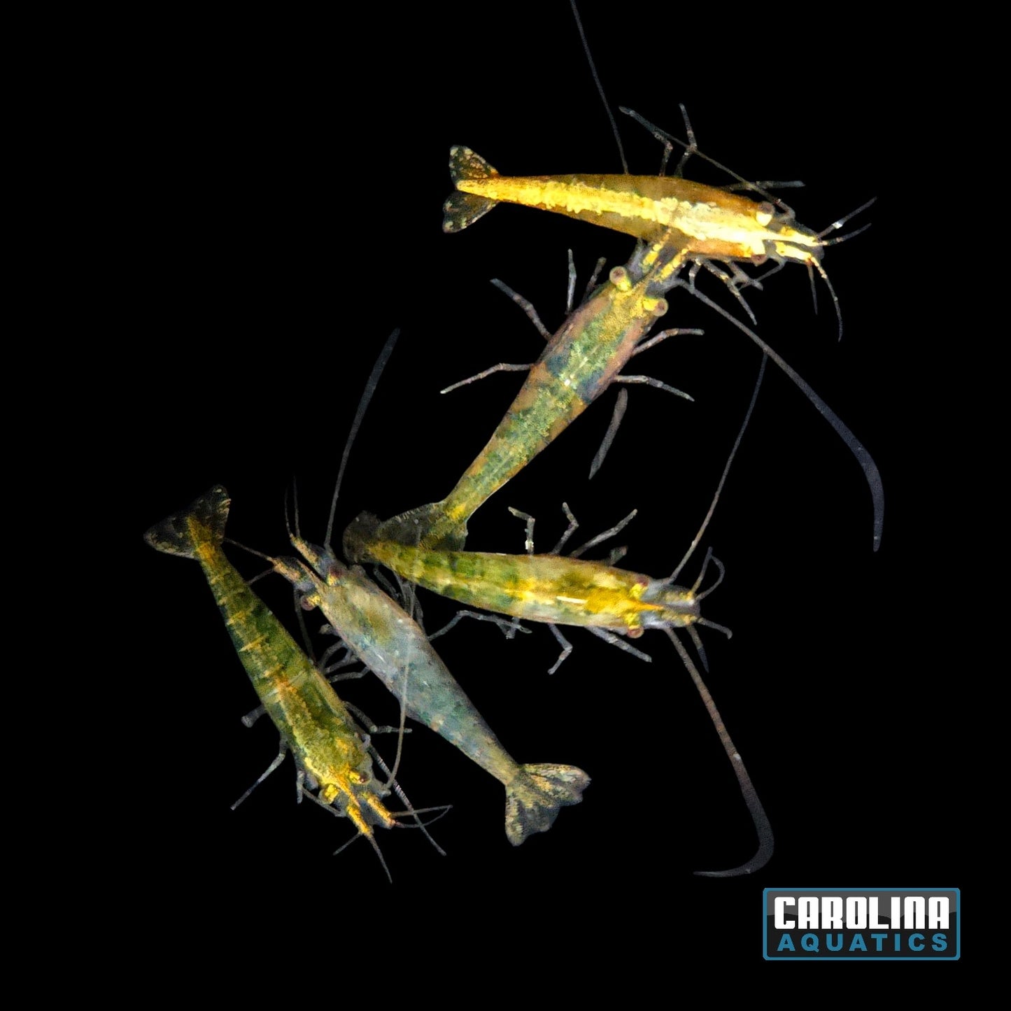 Invert - Shrimp Gold Line Green Jade
