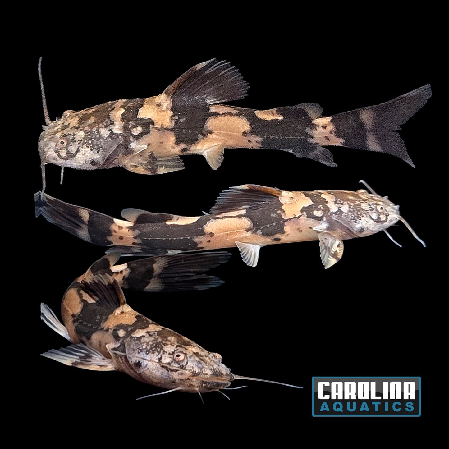 Catfish - Giant Bumblebee T.R. 2in