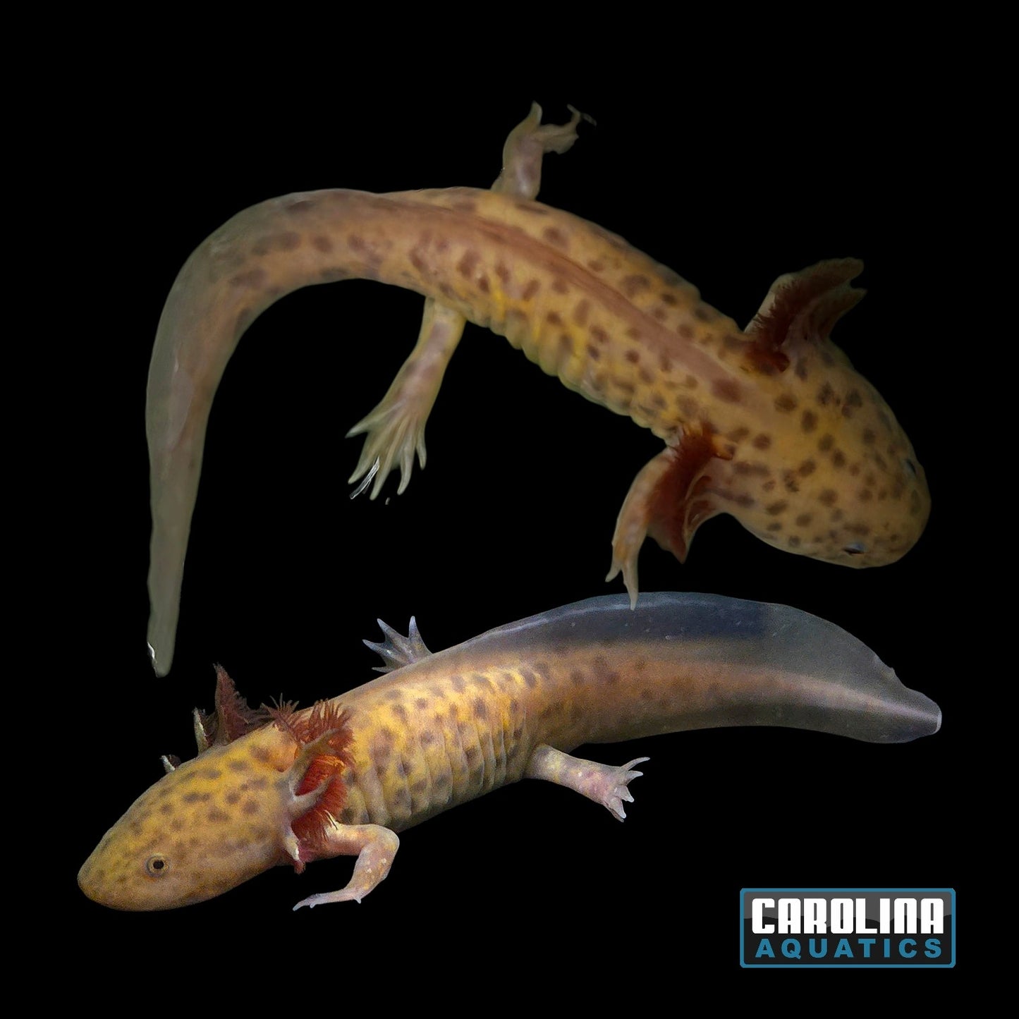 Axolotl - Copper 4-5in