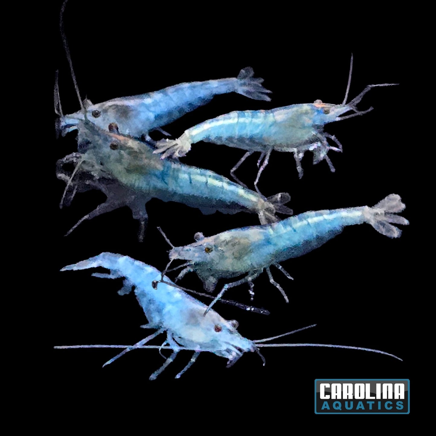 Invert - Shrimp Green Velvet
