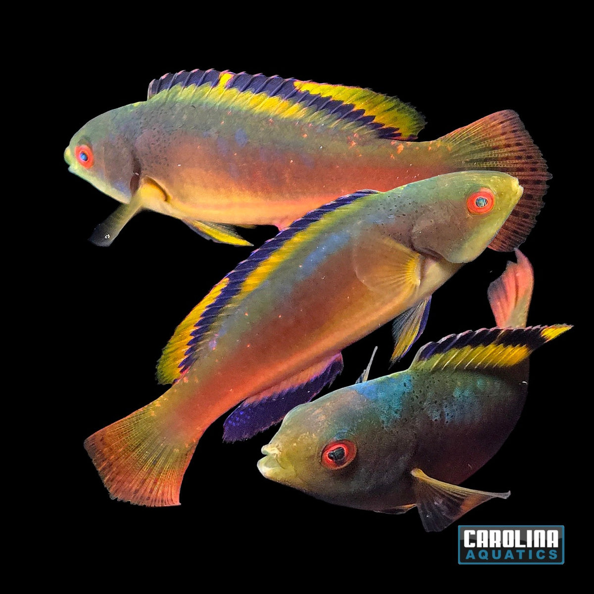Wrasse - Scott’s Fairy