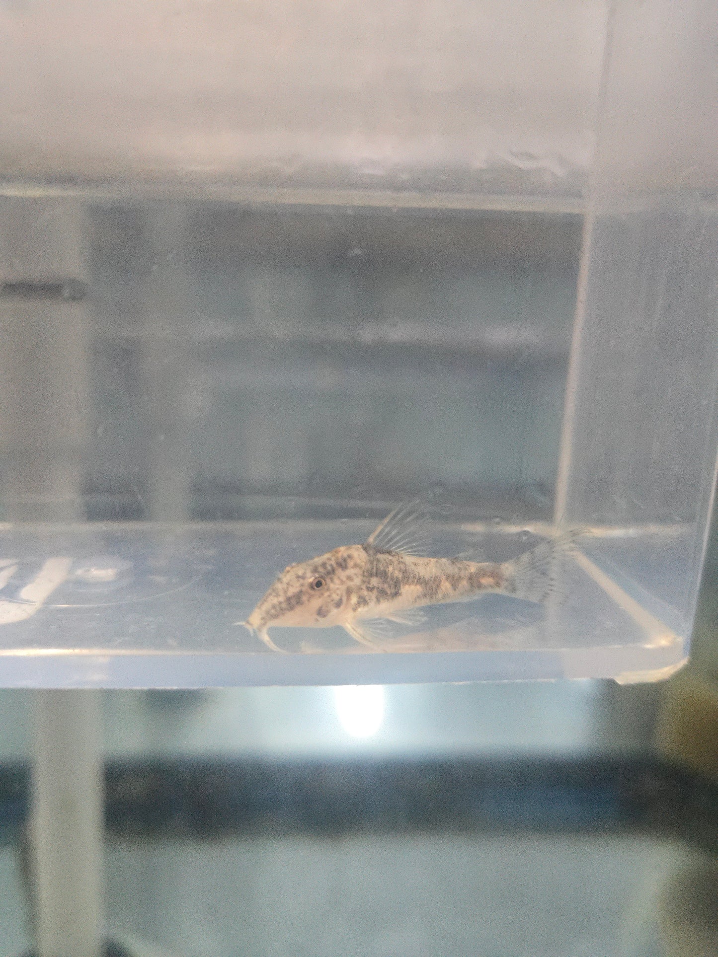 Cory - Barbatus T.R.