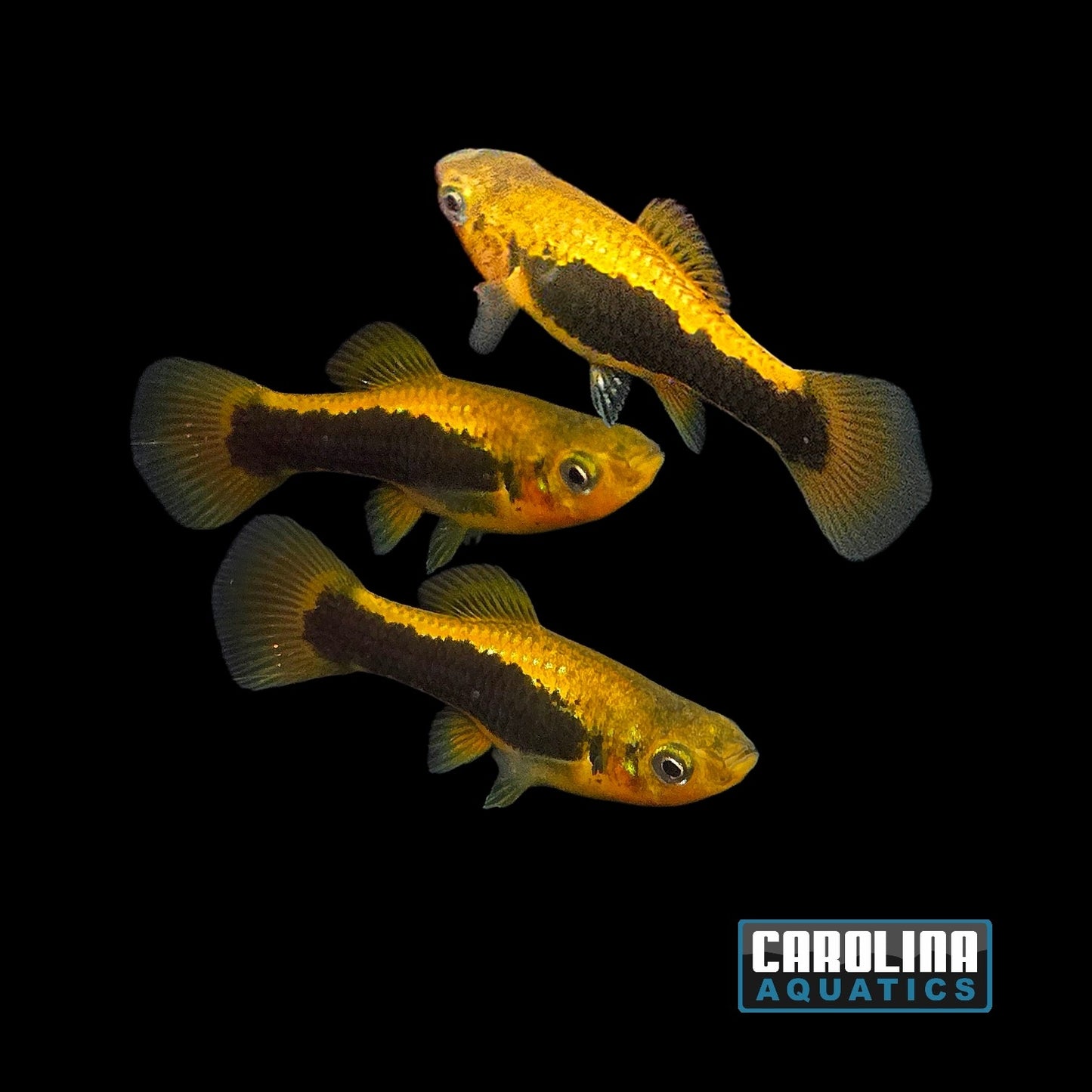 Platy - Fire Tux