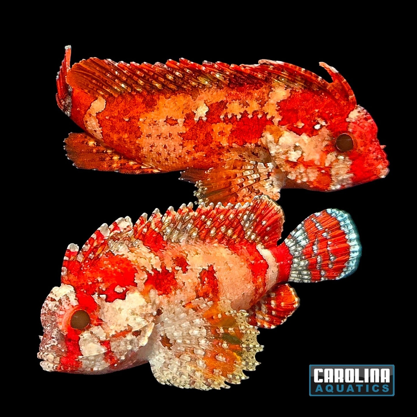 Waspfish - Red Pygmy