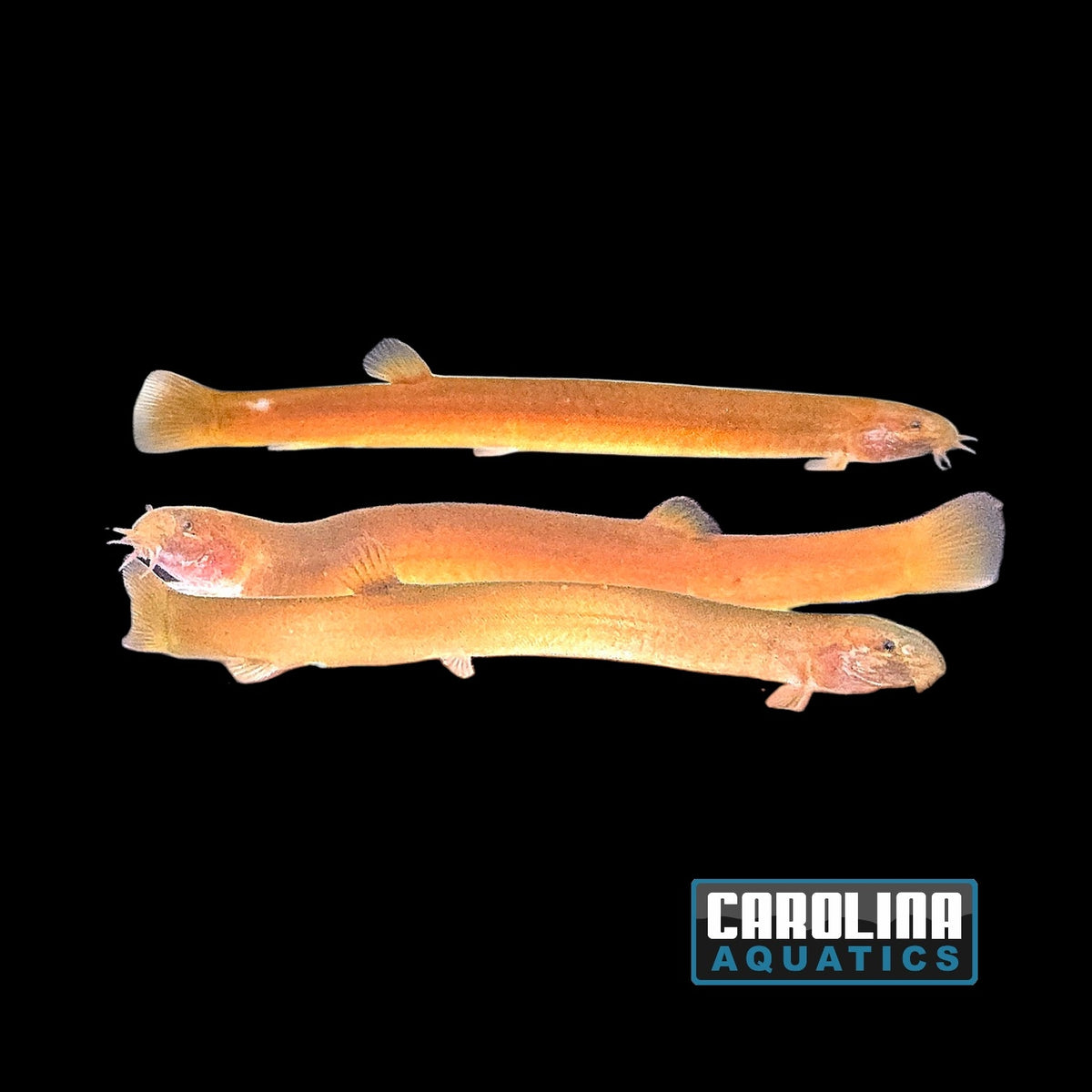Loach - Kuhli Indian
