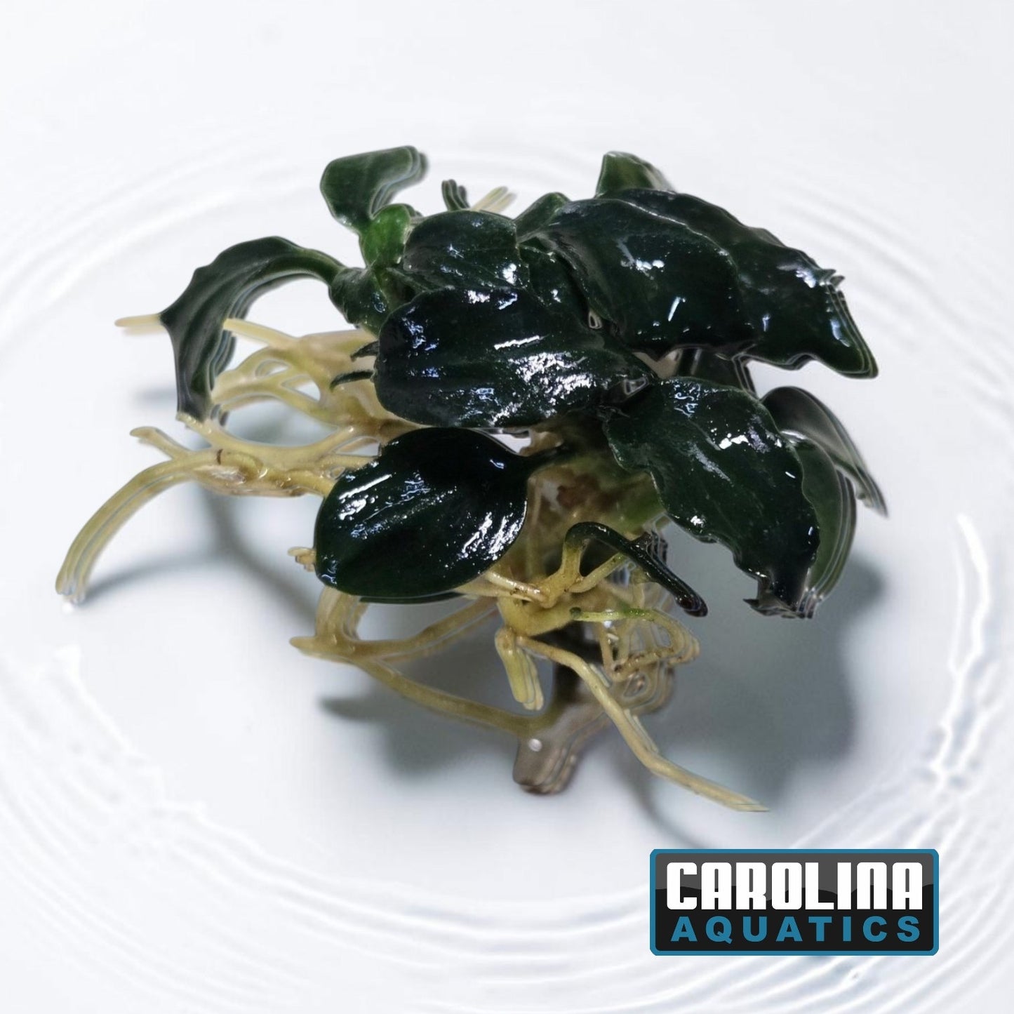 Anubias Dark Angel Med