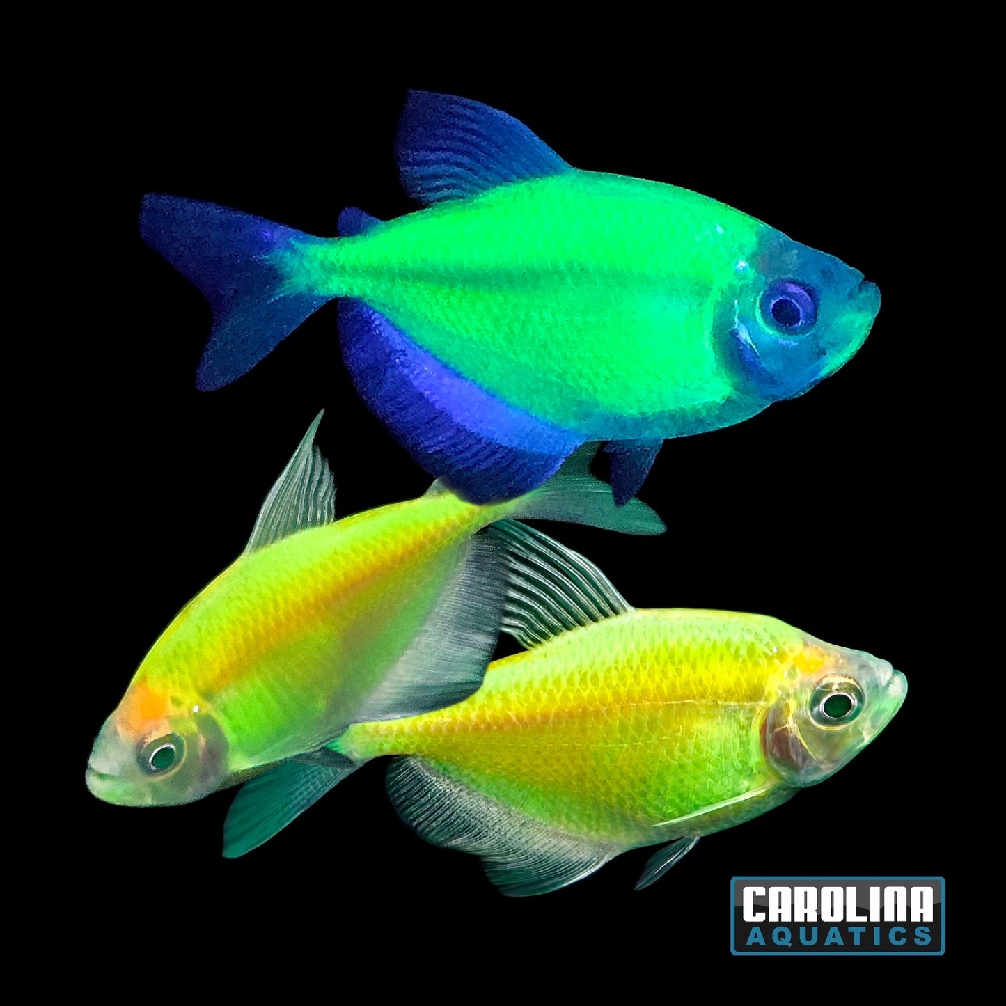 GloFish® - Tetra Electric Green