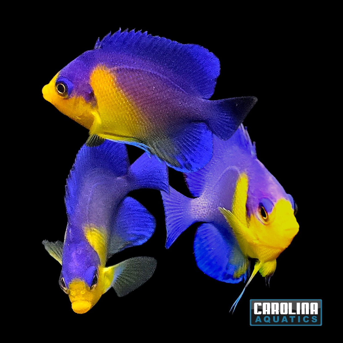 Angel - Venustus Sm