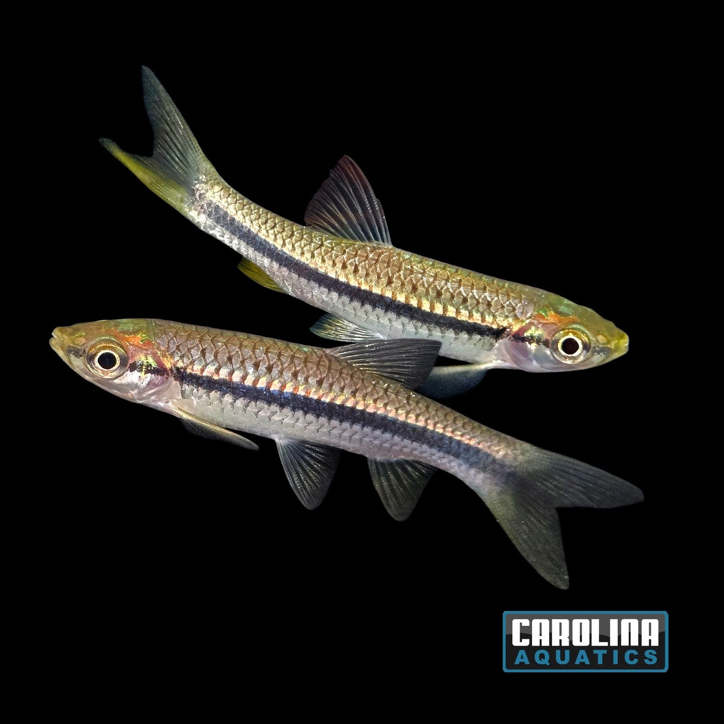 Rasbora - Rasbora Porthole Lg