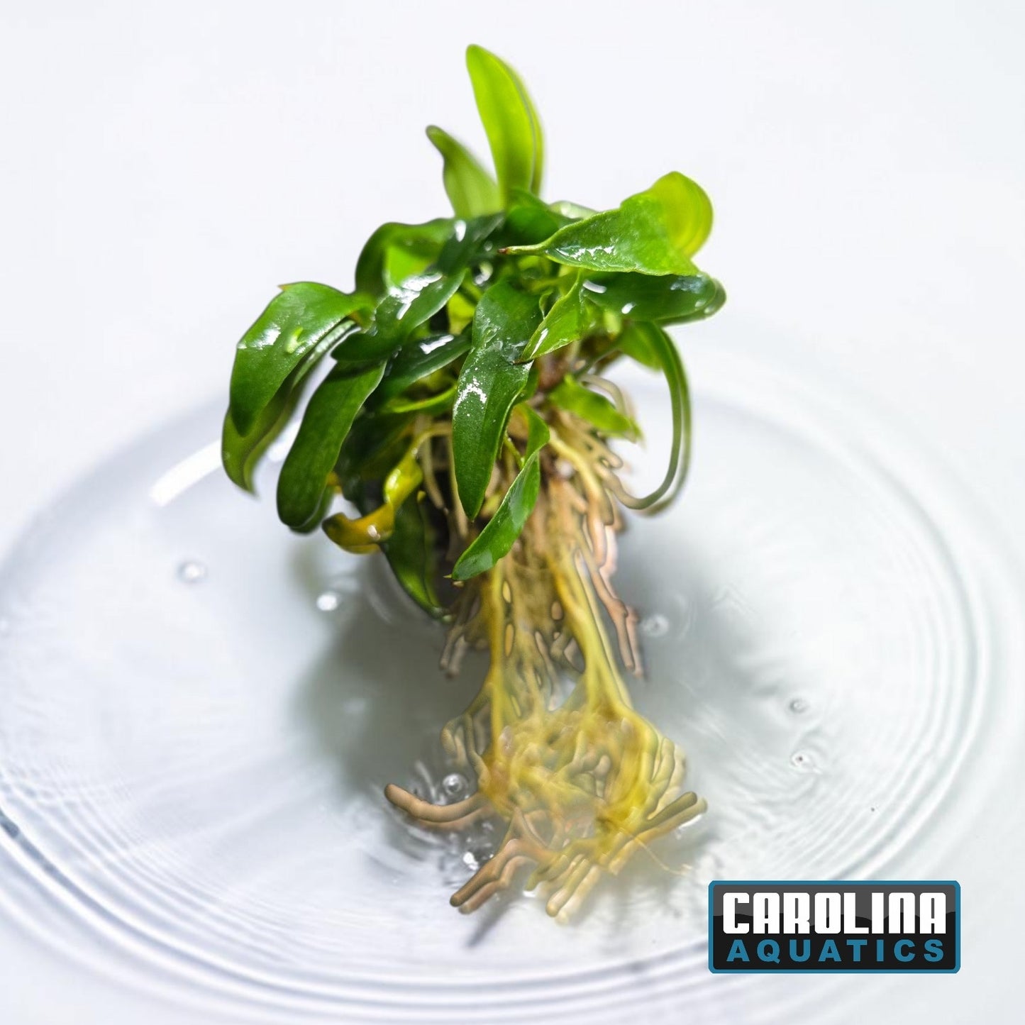 Anubias Chili Jalapeno Md