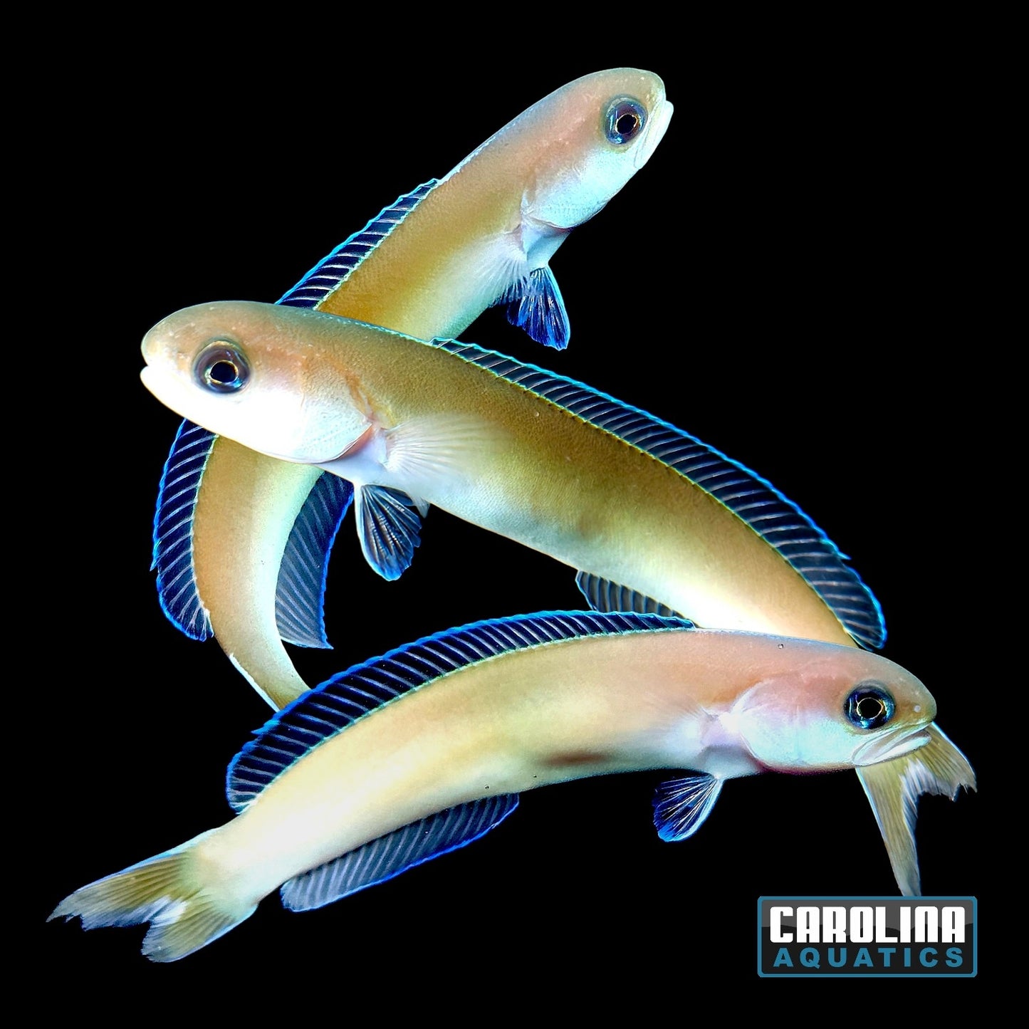 Tilefish - Dusky