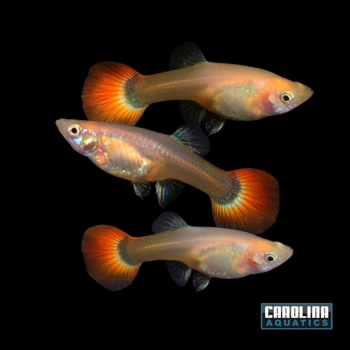 Guppy - Red Tux Female