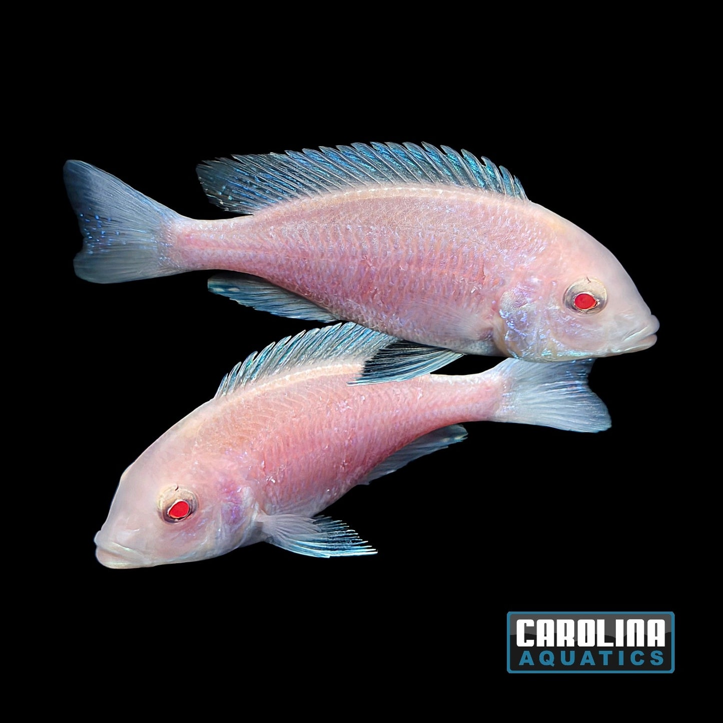 African - Moori Albino 4in