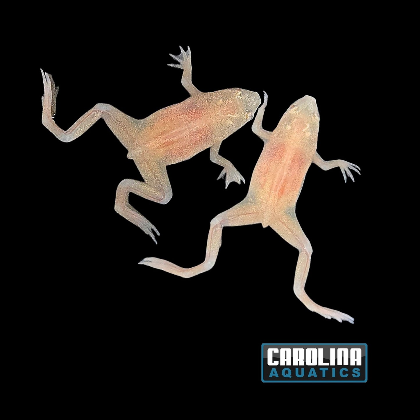 Invert - Frog African Dwarf Blonde