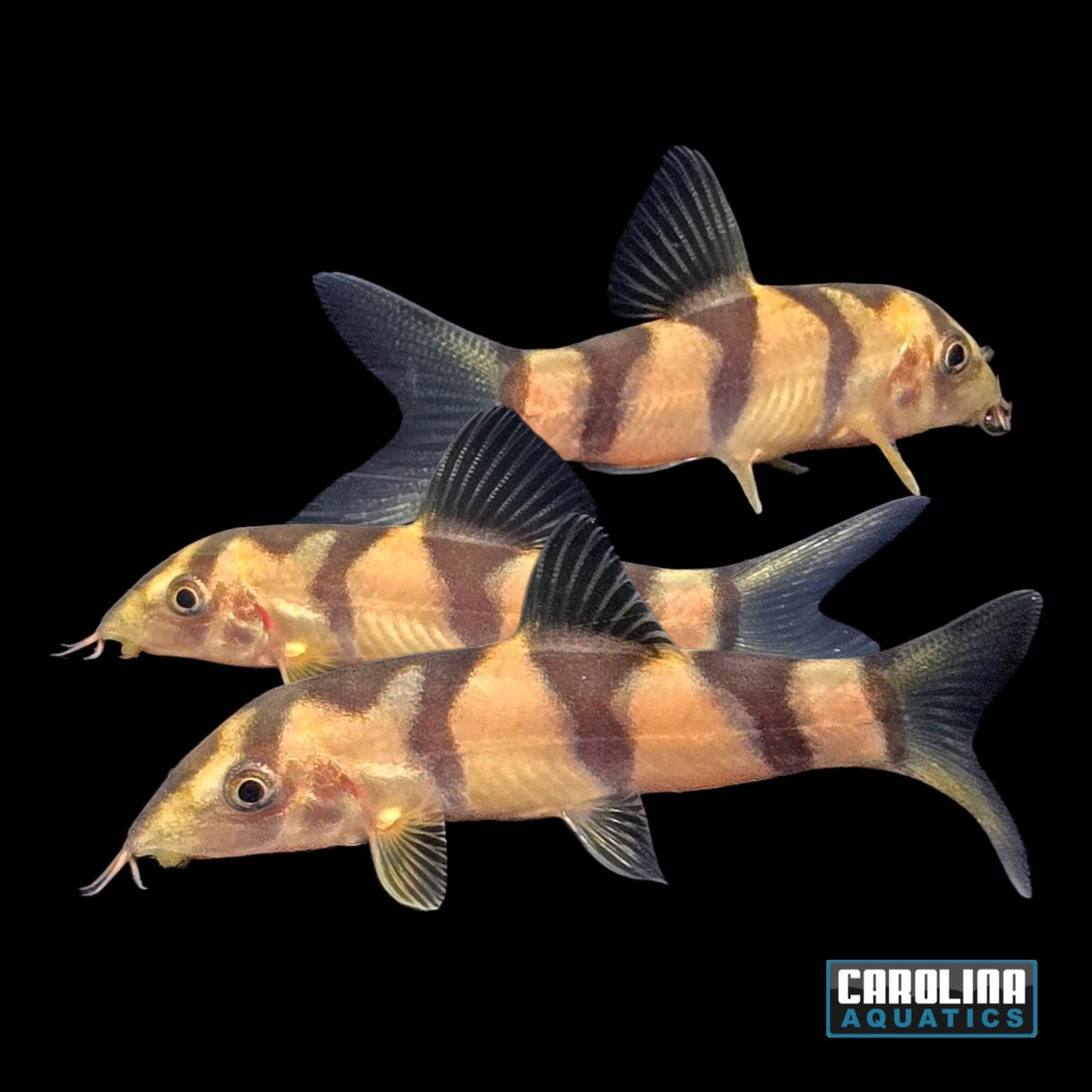 Loach - Yoyo x Clown Hybrid 2in