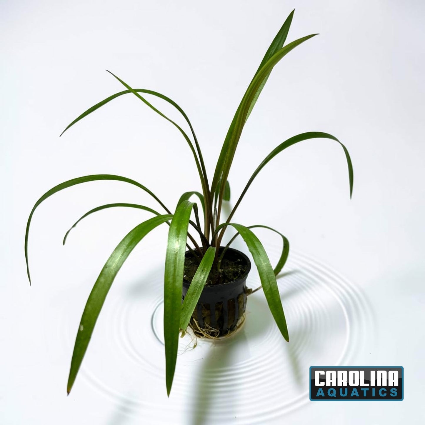 Crypt Spiralis Potted