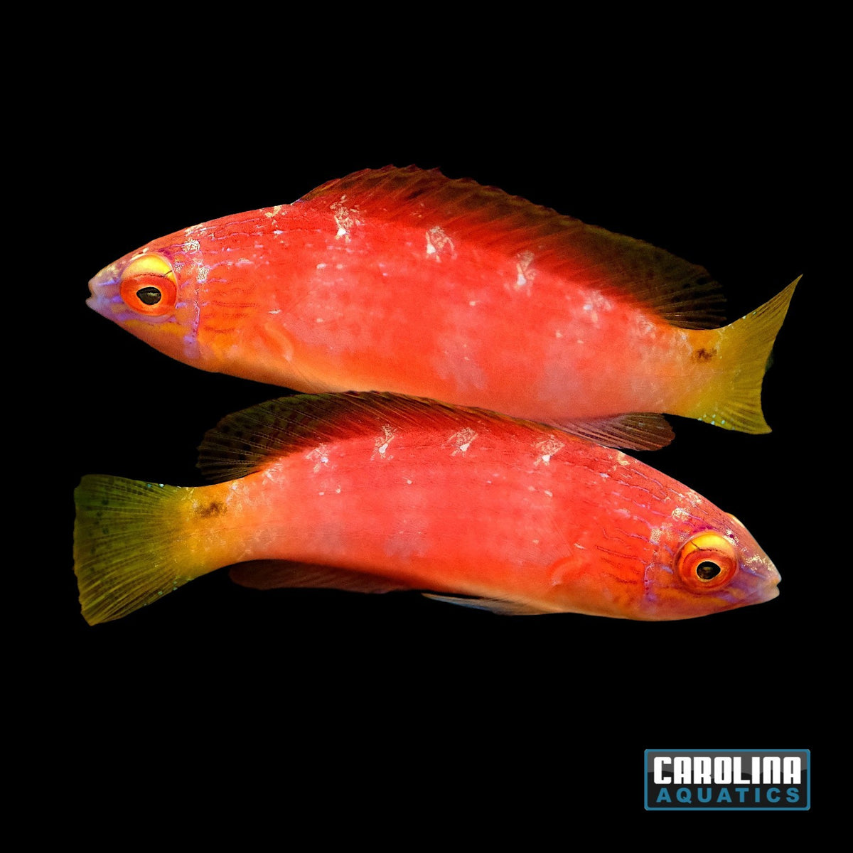 Wrasse - Fairy Blue Margin Female