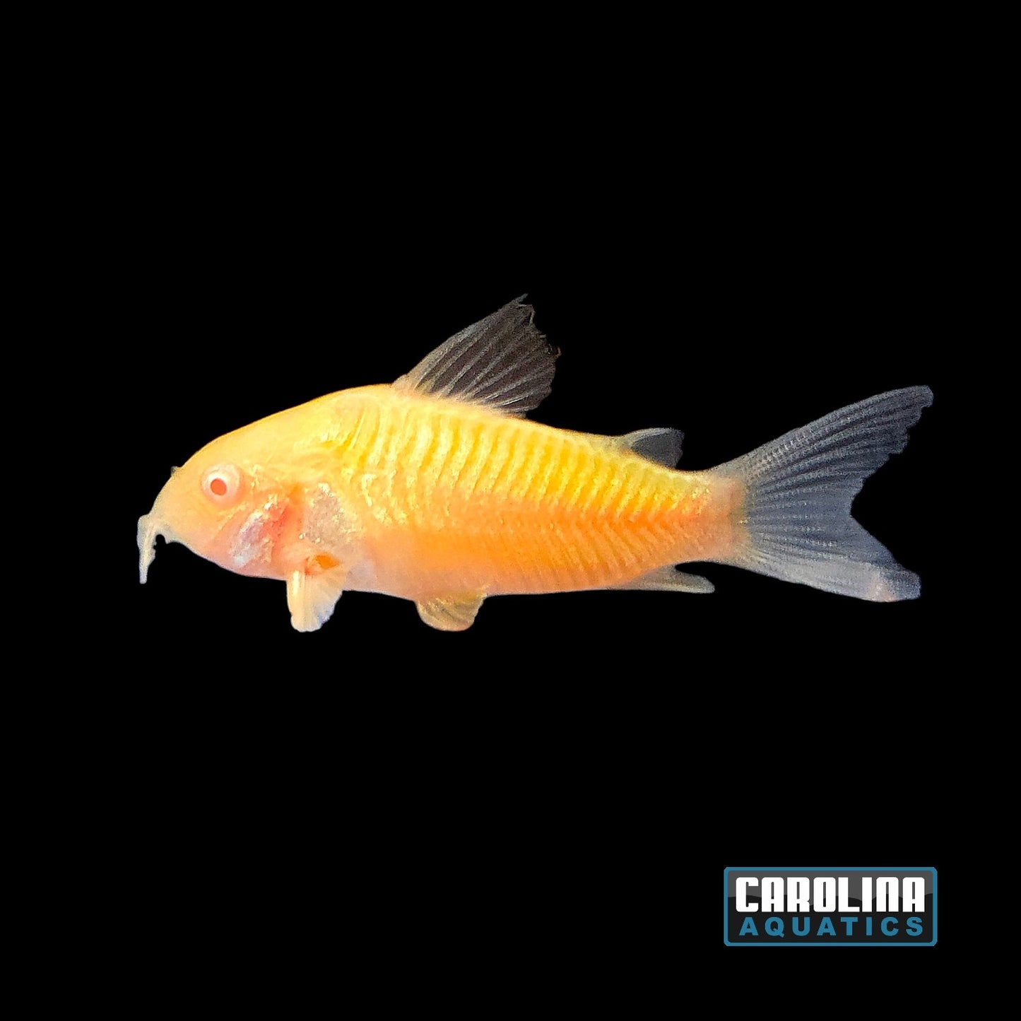 GloFish® - Cory Sunburst Orange