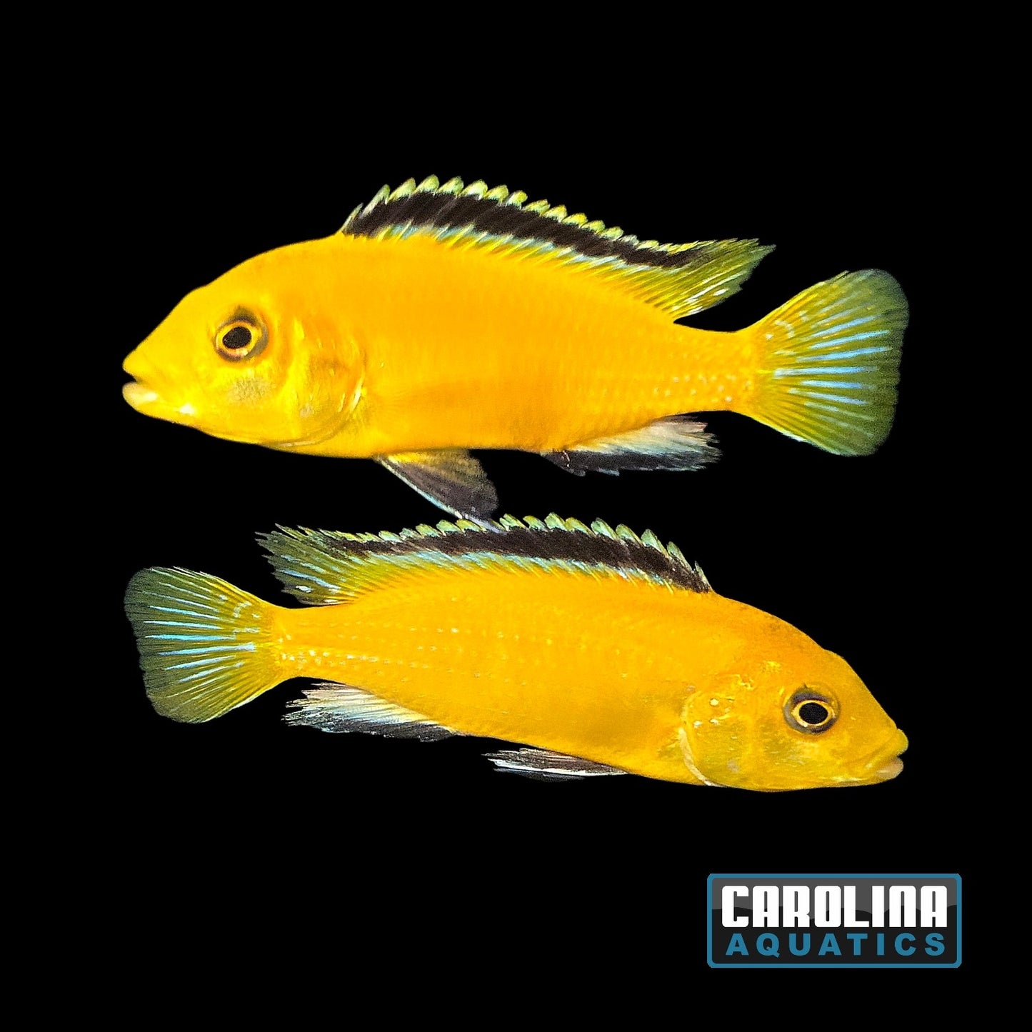 African - Lab. Yellow