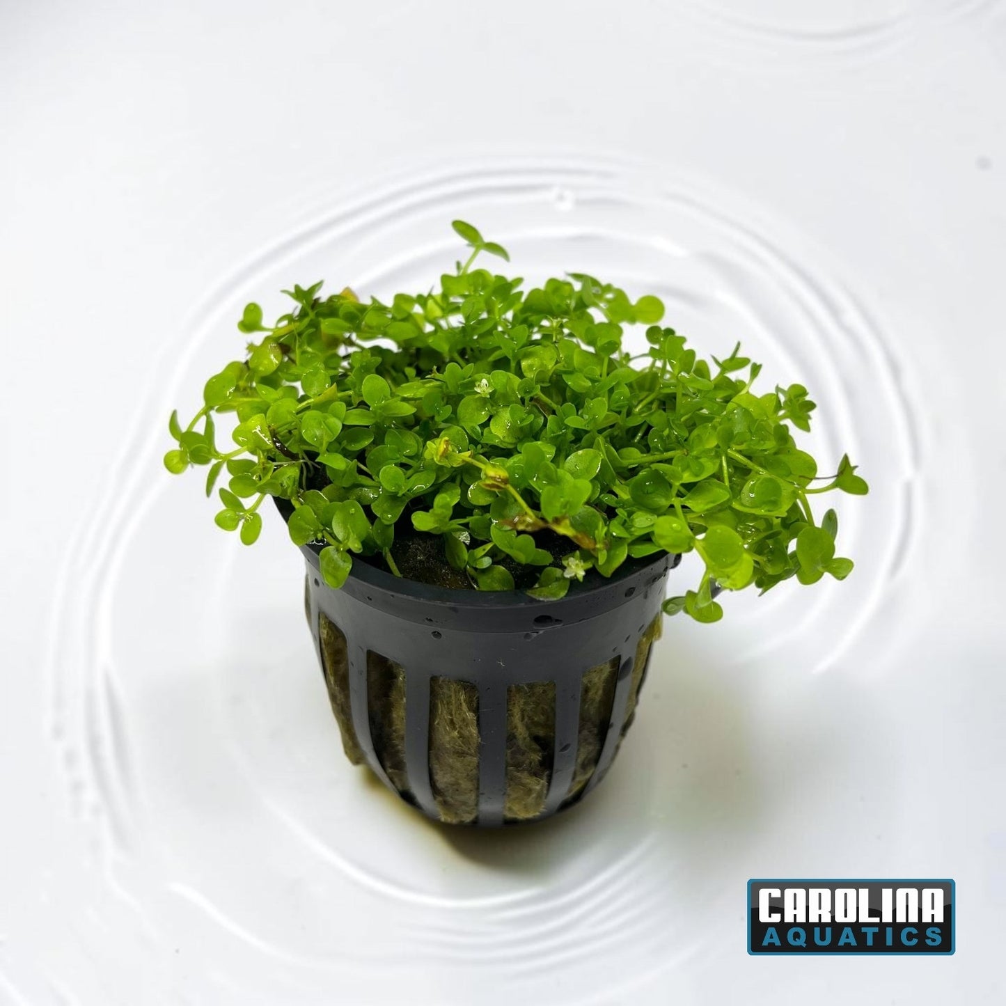Micro Monte Carlo Potted