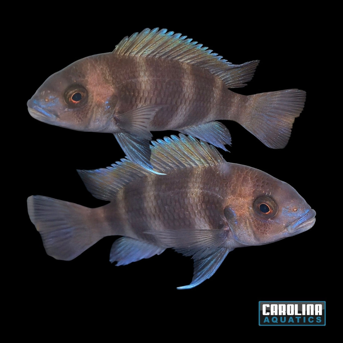 African - Frontosa Burundi 2-2.5in.