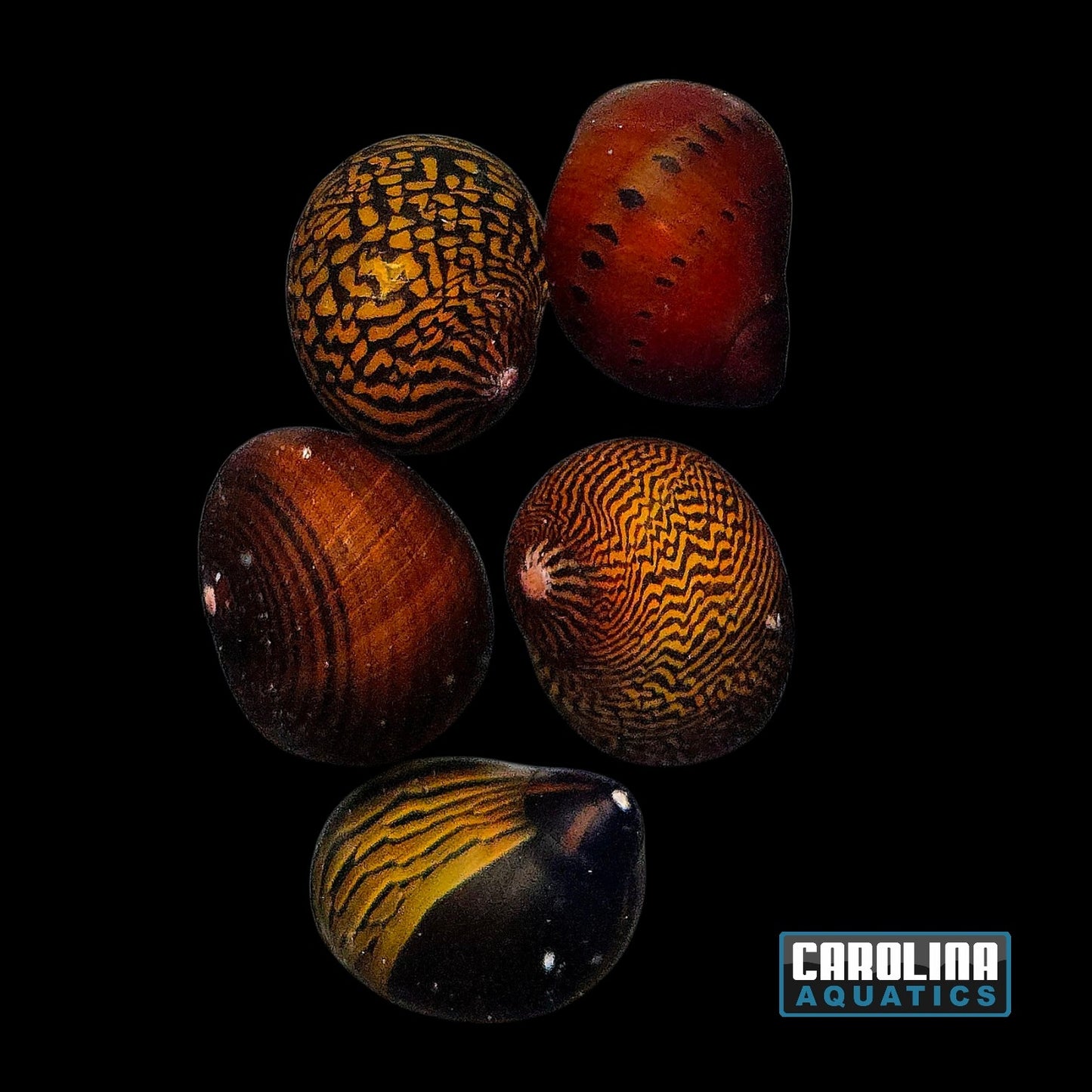 Invert - Snail Tiger and Zebra Nerite
