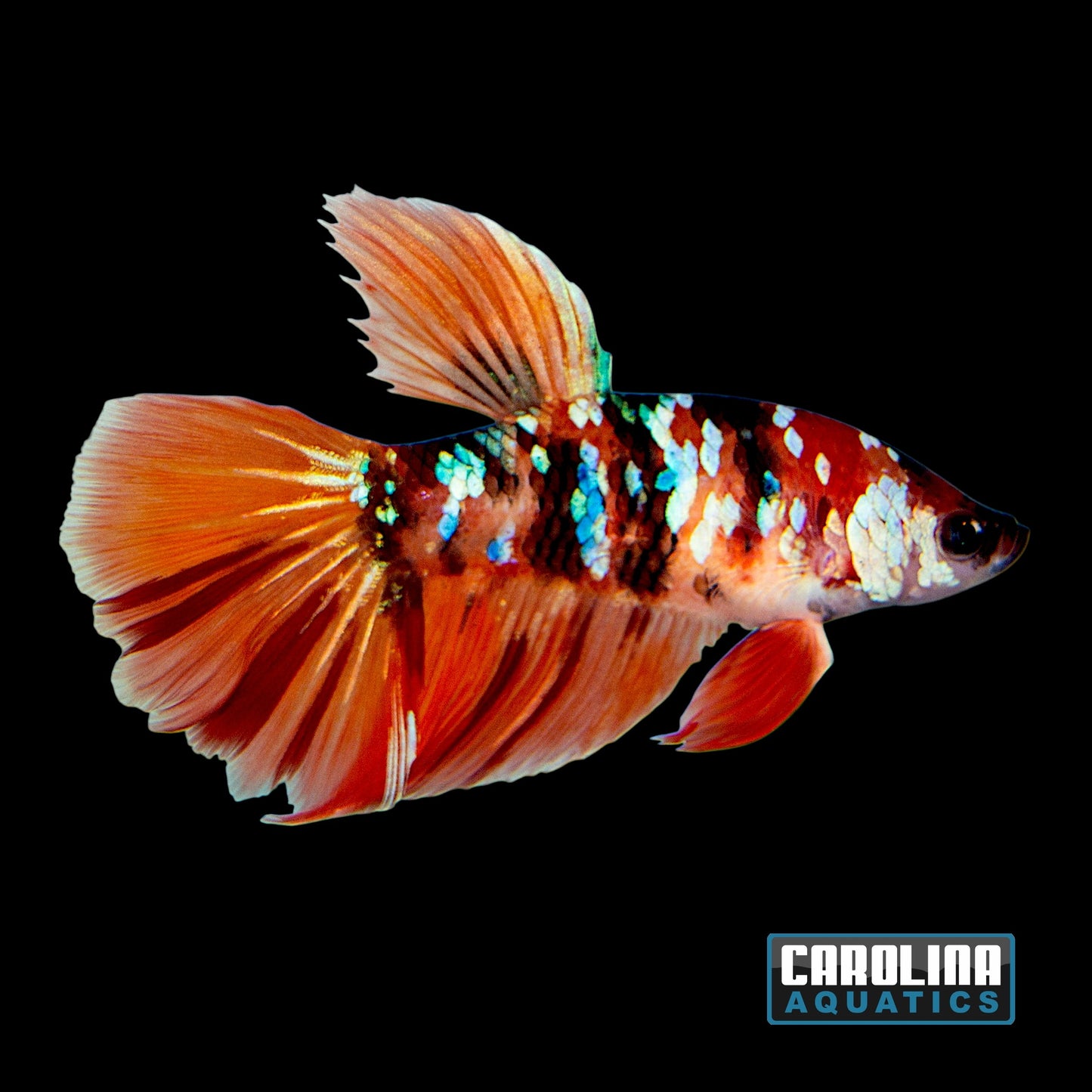 Betta - Koi Female