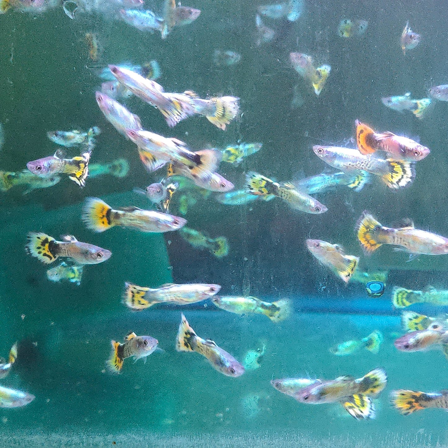 Guppy - Half Moon Yellow Tiger