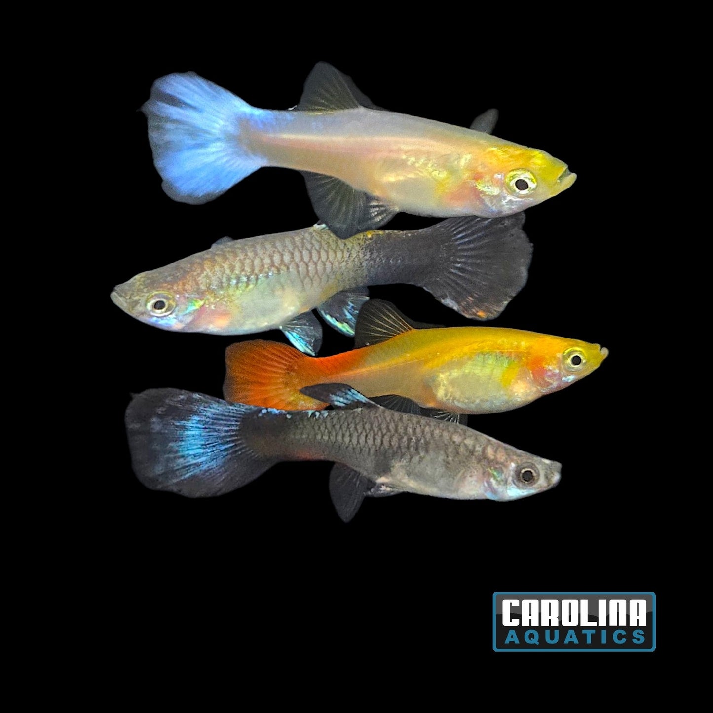 Guppy - Asst Female