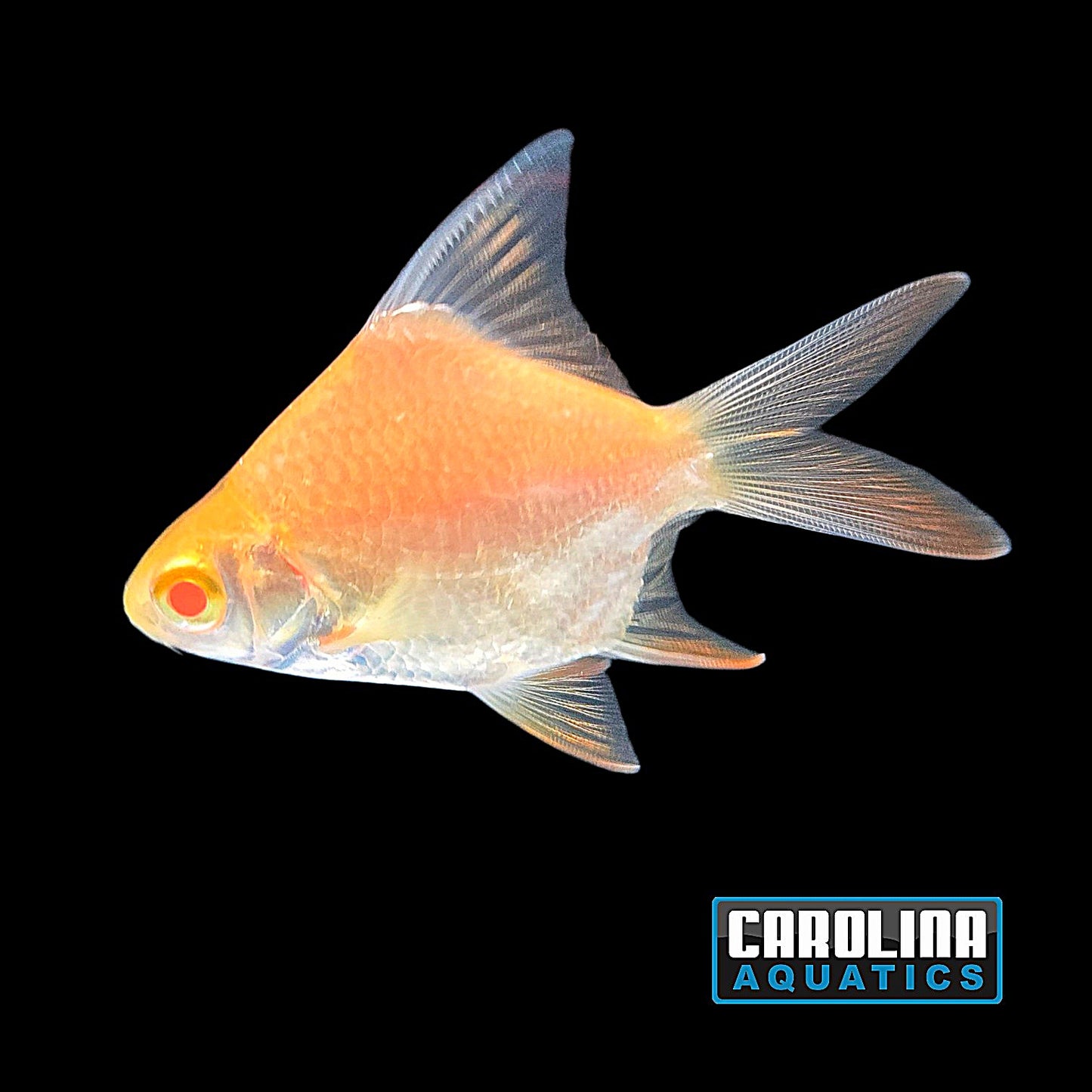 Barb - Tinfoil Albino Short Body Med