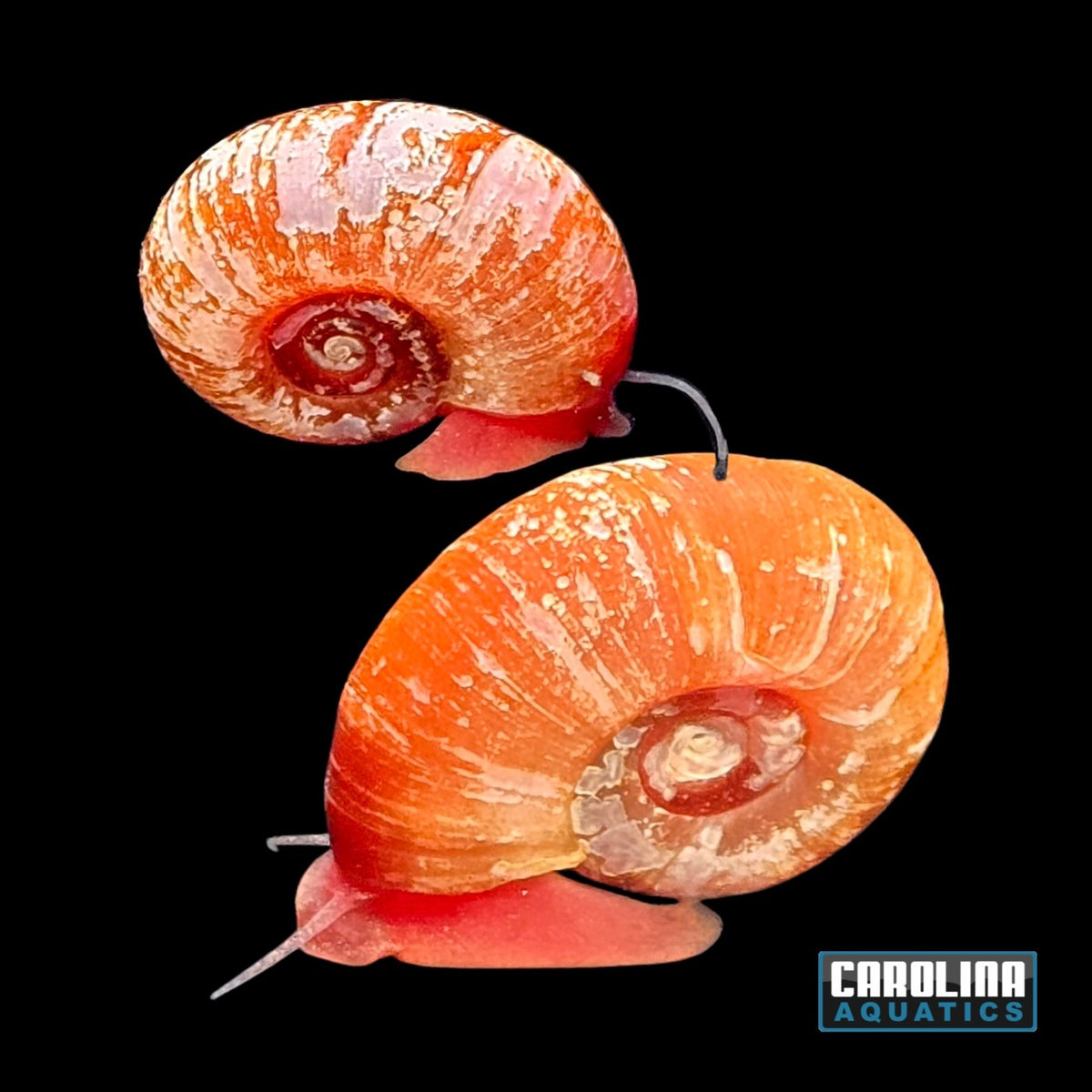 Invert - Snail Ramshorn Red
