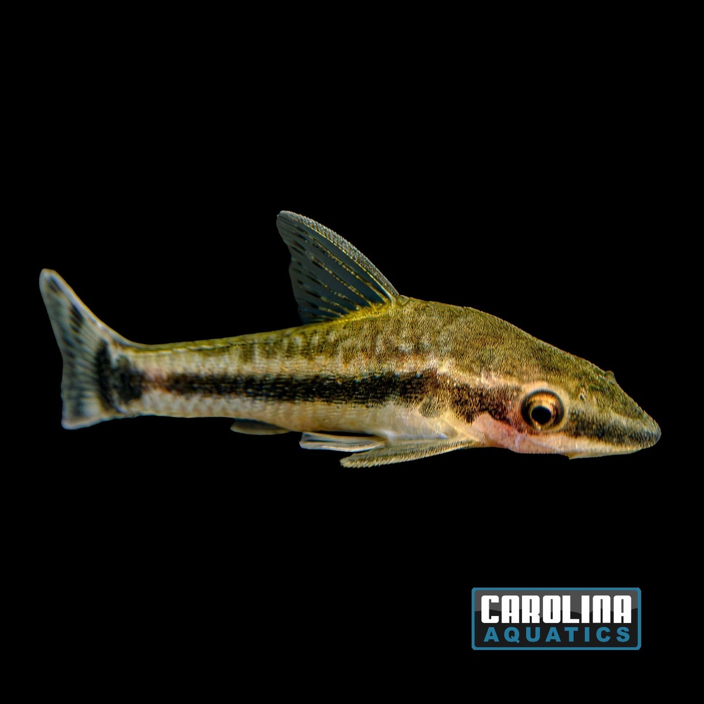 Catfish - Otocinclus