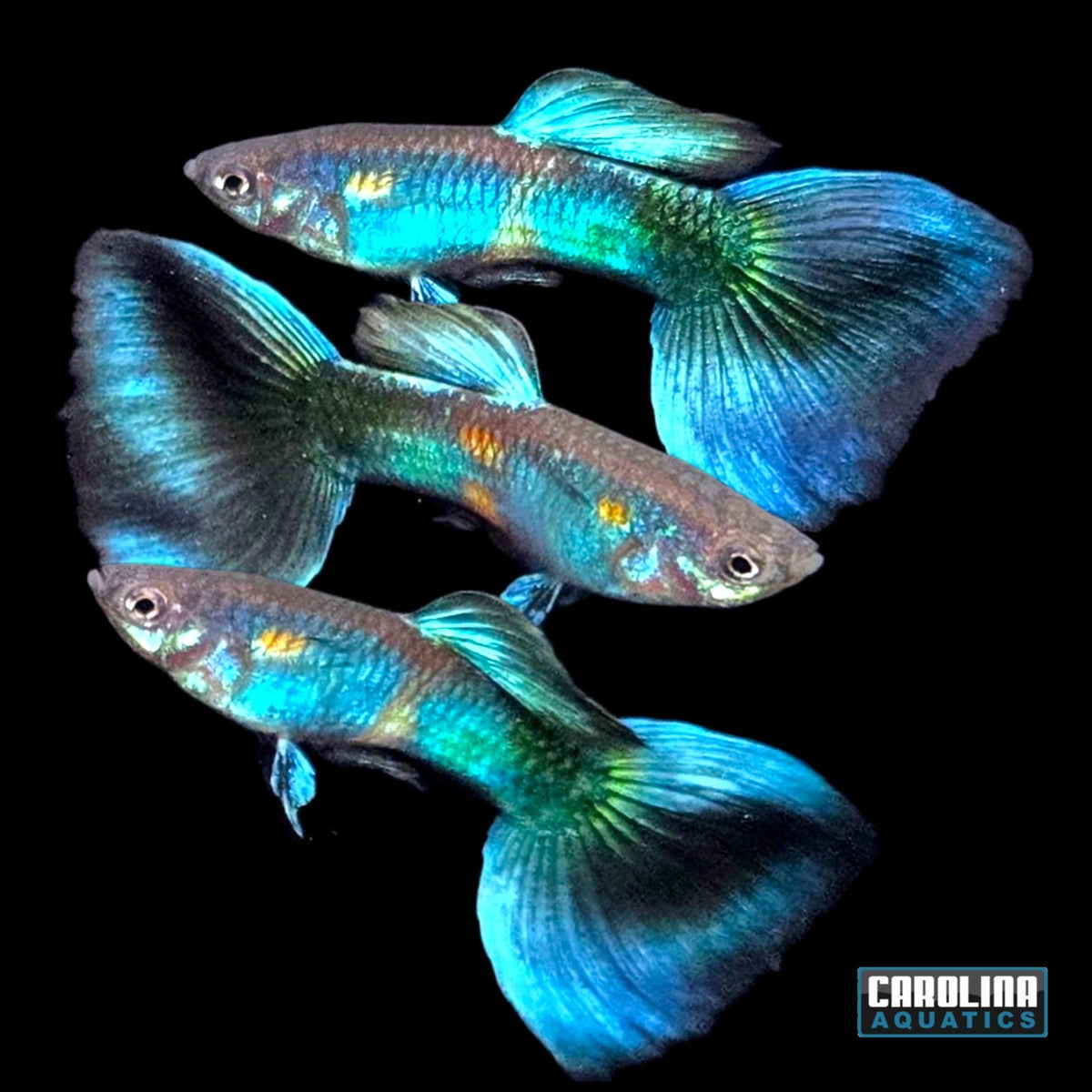 Guppy - Peacock Blue