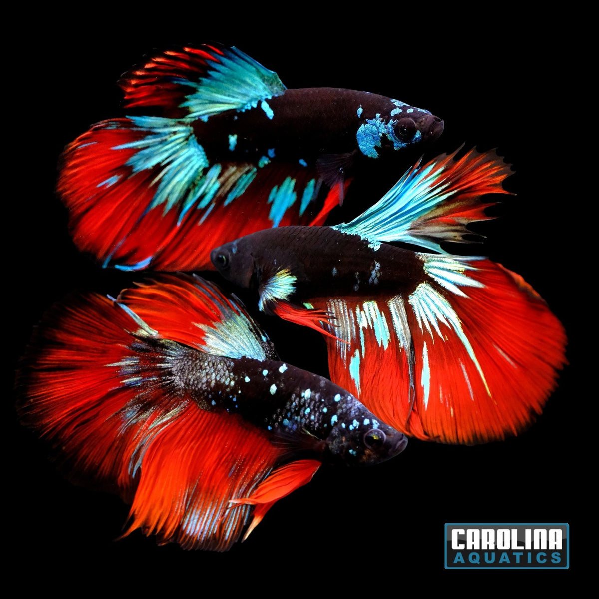 Betta - Avatar Halfmoon
